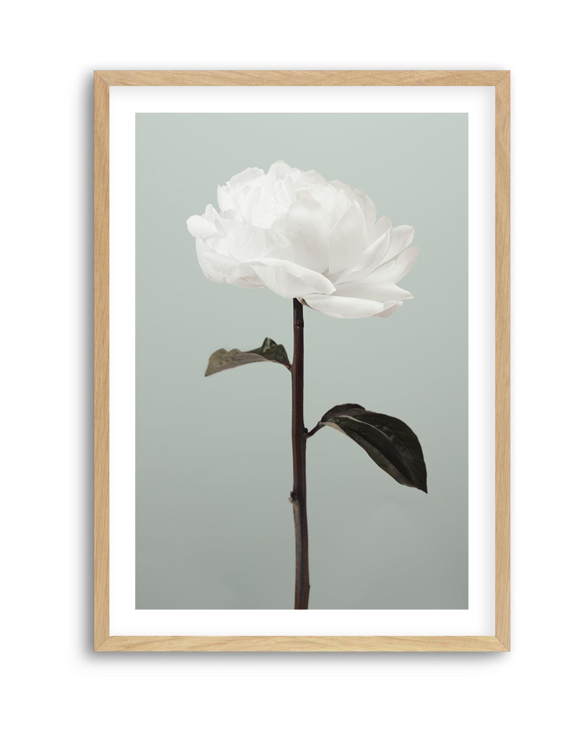 Peony 16 By Studio III | Art Print from Olive et Oriel where you can shop wallpaper and artworks online