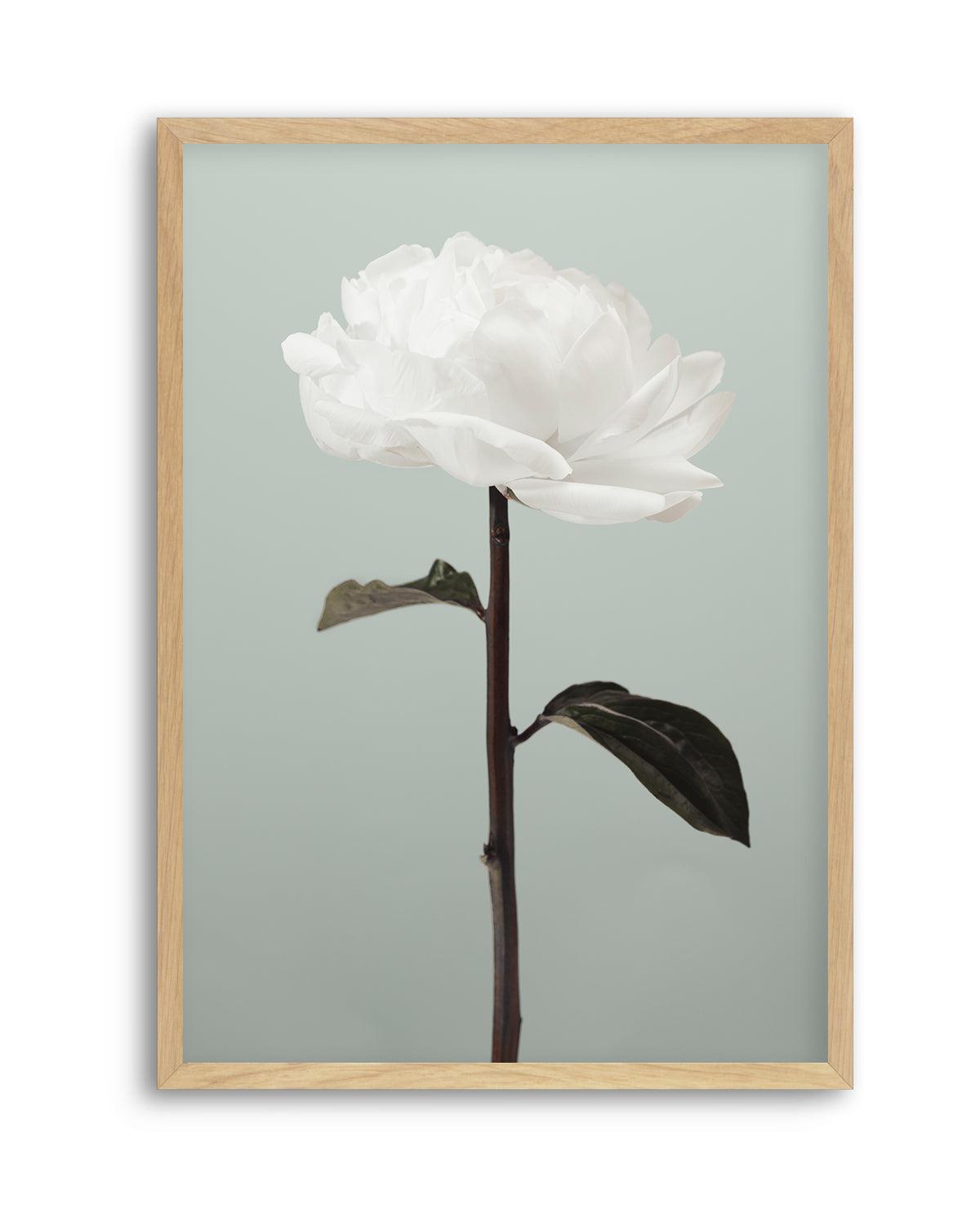 Peony 16 By Studio III | Art Print from Olive et Oriel where you can shop wallpaper and artworks online