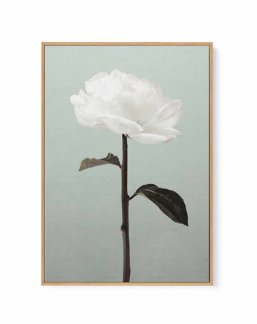 Peony 16 By Studio III | Framed Canvas Art Print from Olive et Oriel where you can shop wallpaper and artworks online