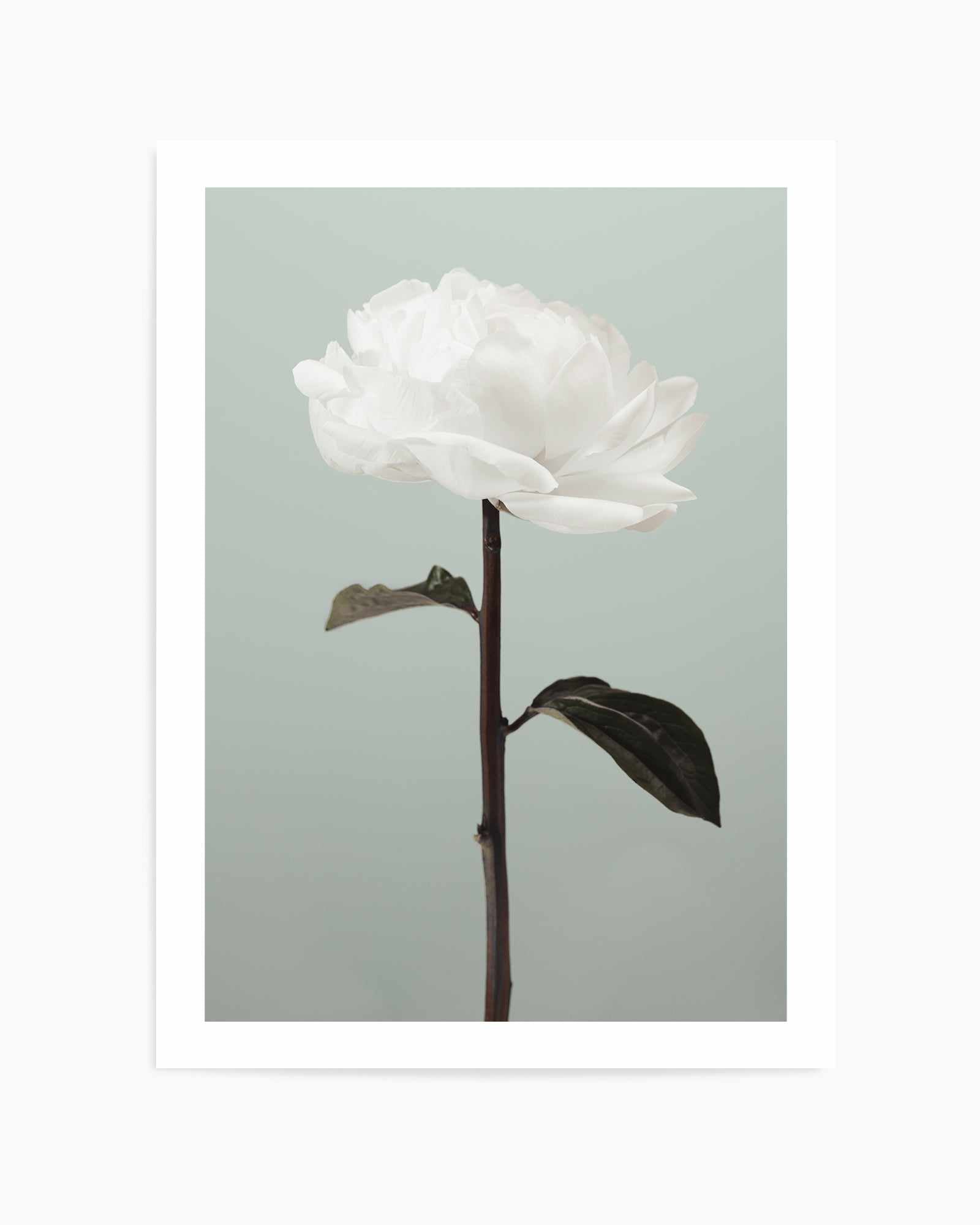 Peony 16 By Studio III | Art Print from Olive et Oriel where you can shop wallpaper and artworks online