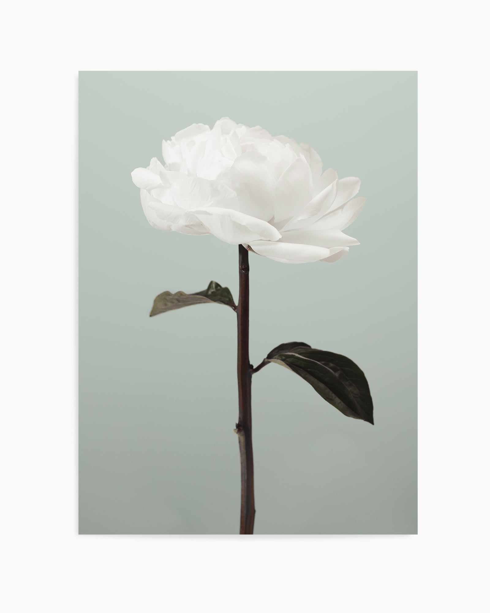 Peony 16 By Studio III | Art Print from Olive et Oriel where you can shop wallpaper and artworks online