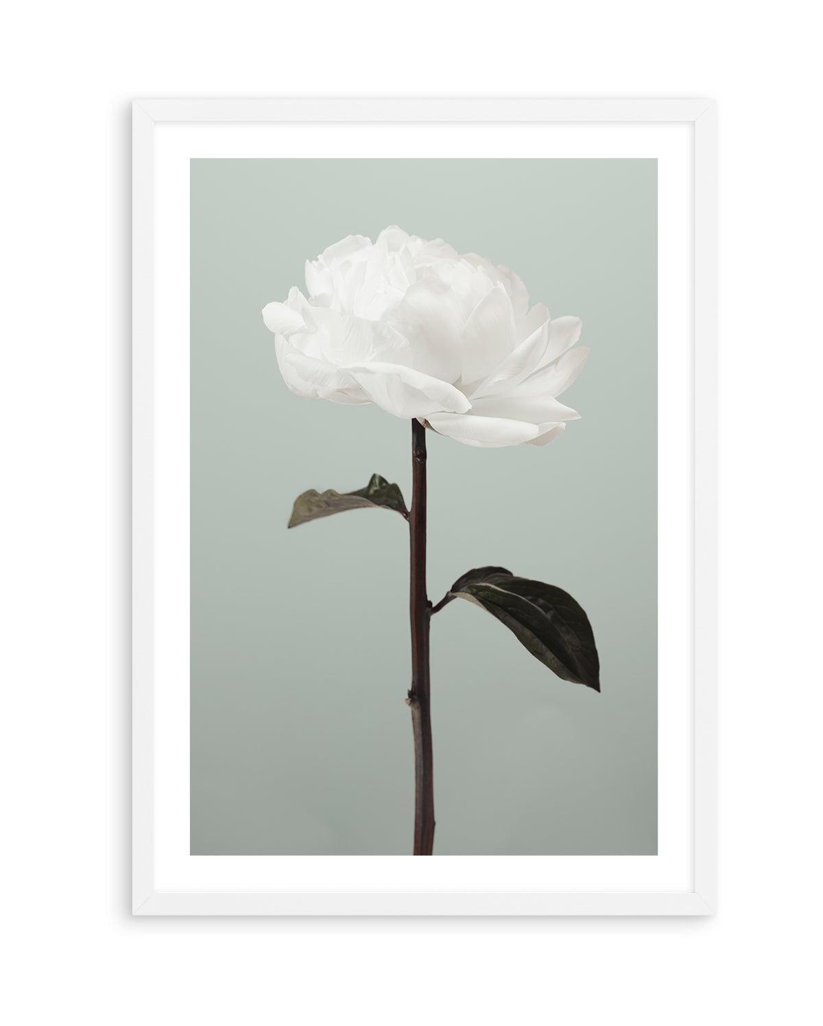 Peony 16 By Studio III | Art Print from Olive et Oriel where you can shop wallpaper and artworks online