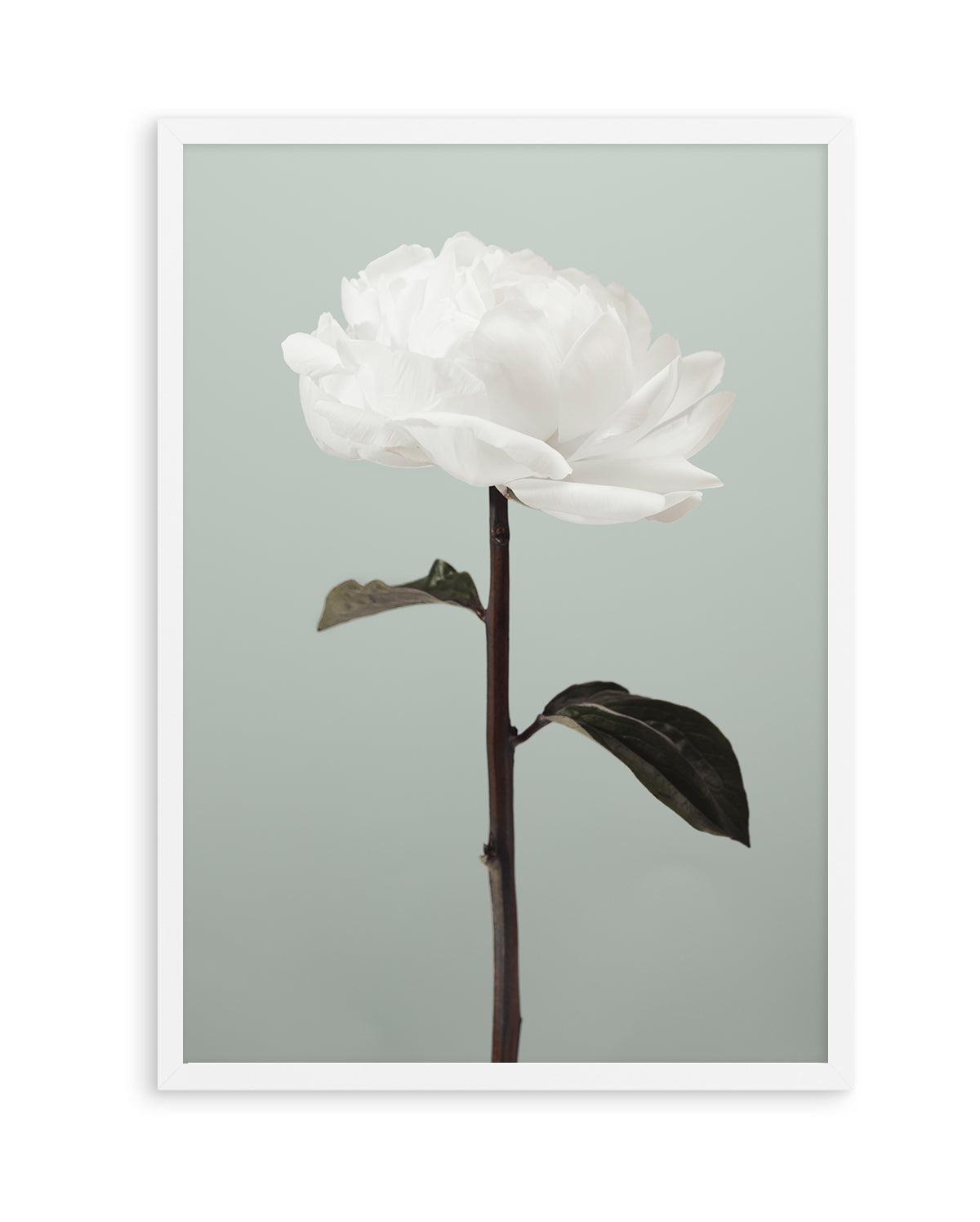 Peony 16 By Studio III | Art Print from Olive et Oriel where you can shop wallpaper and artworks online