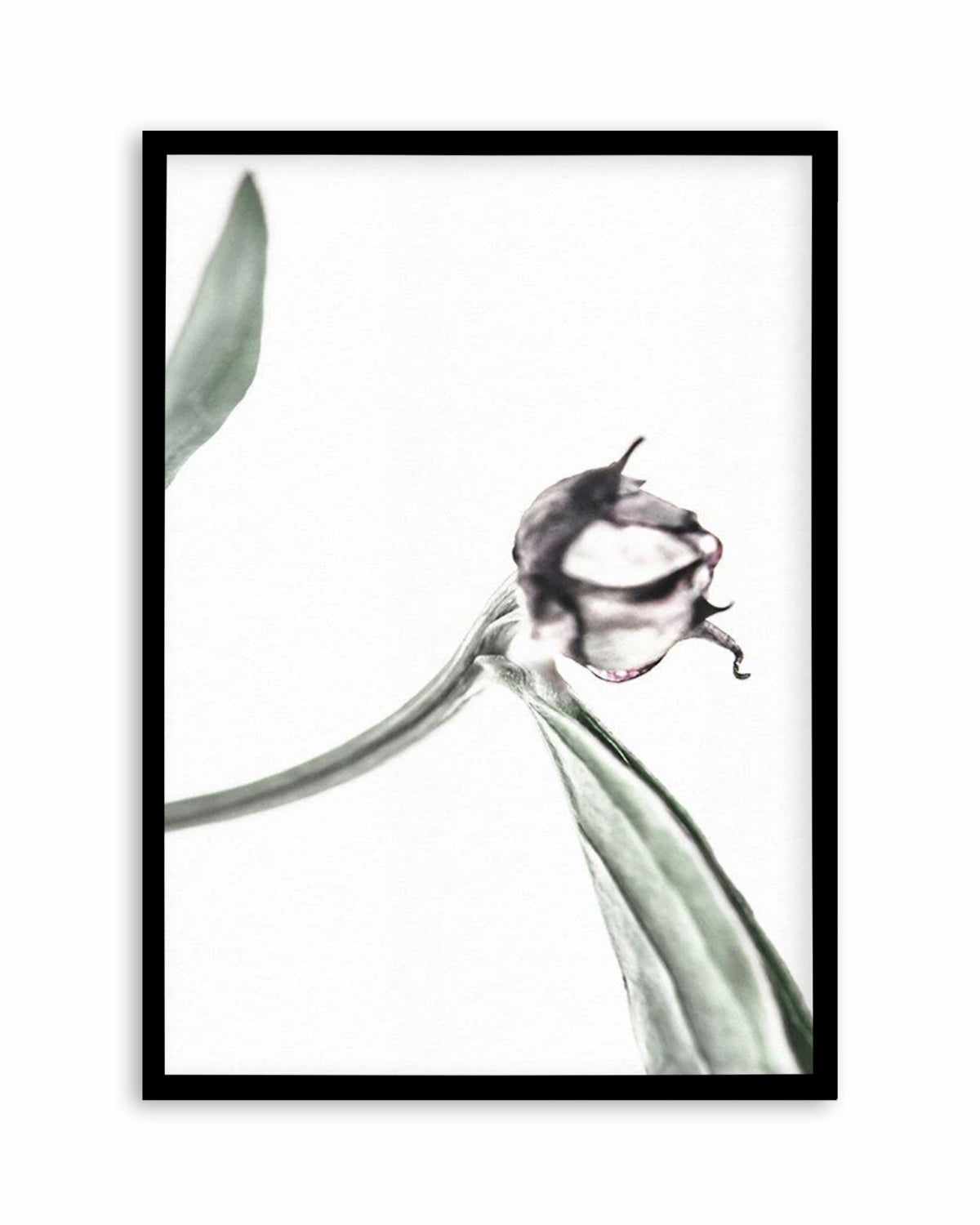 Peony Bud I Art Print