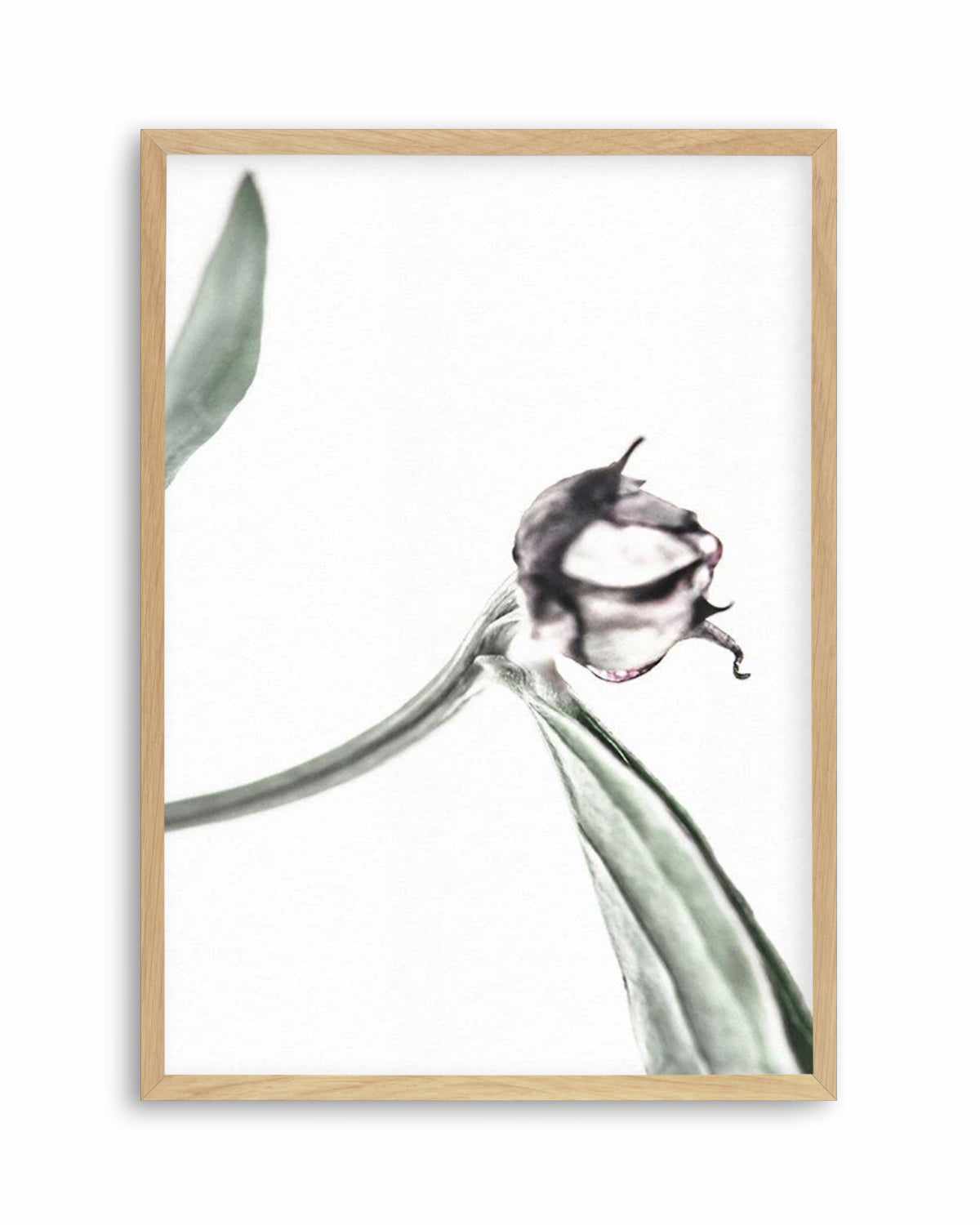 Peony Bud I Art Print