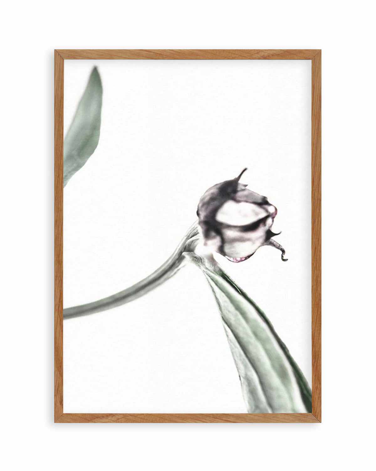 Peony Bud I Art Print