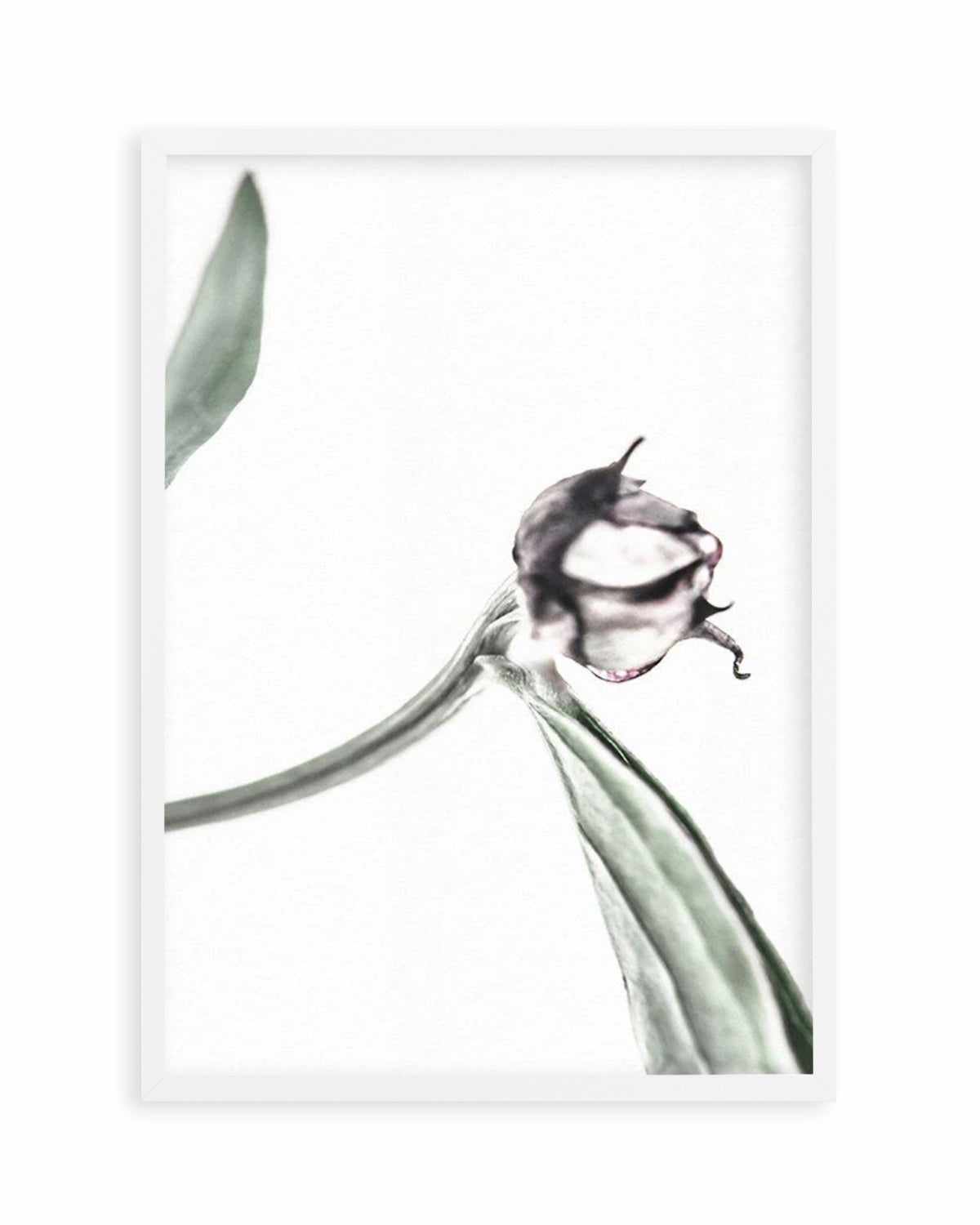 Peony Bud I Art Print