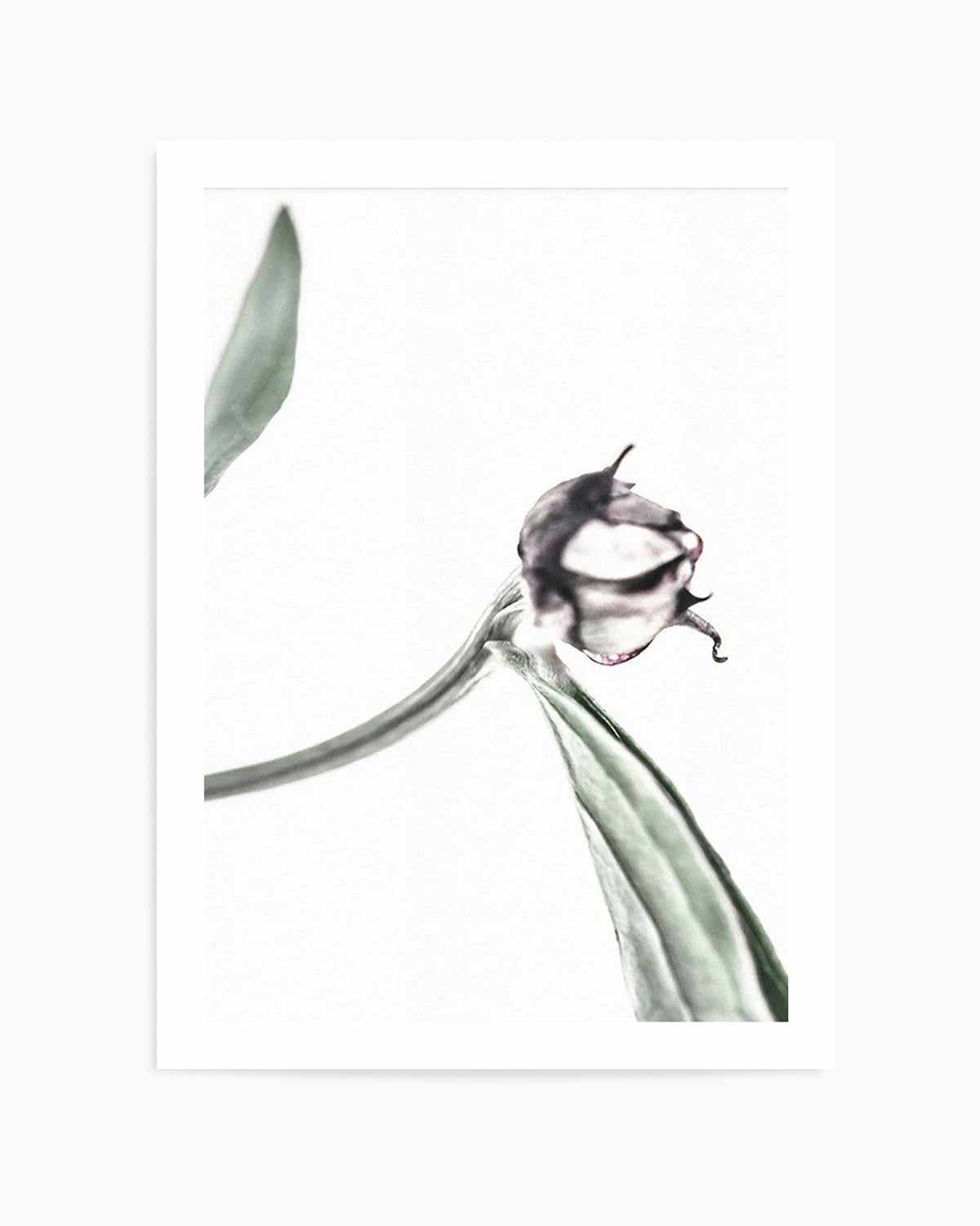 Peony Bud I Art Print