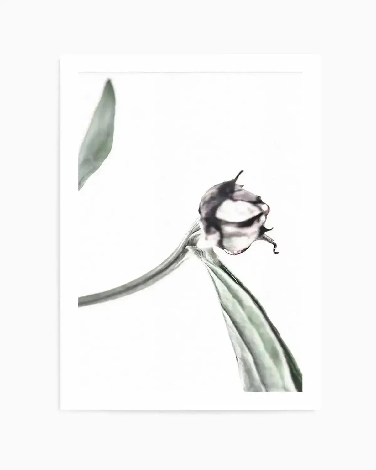 Peony Bud I Art Print from Olive et Oriel where you can shop wallpaper and artworks online
