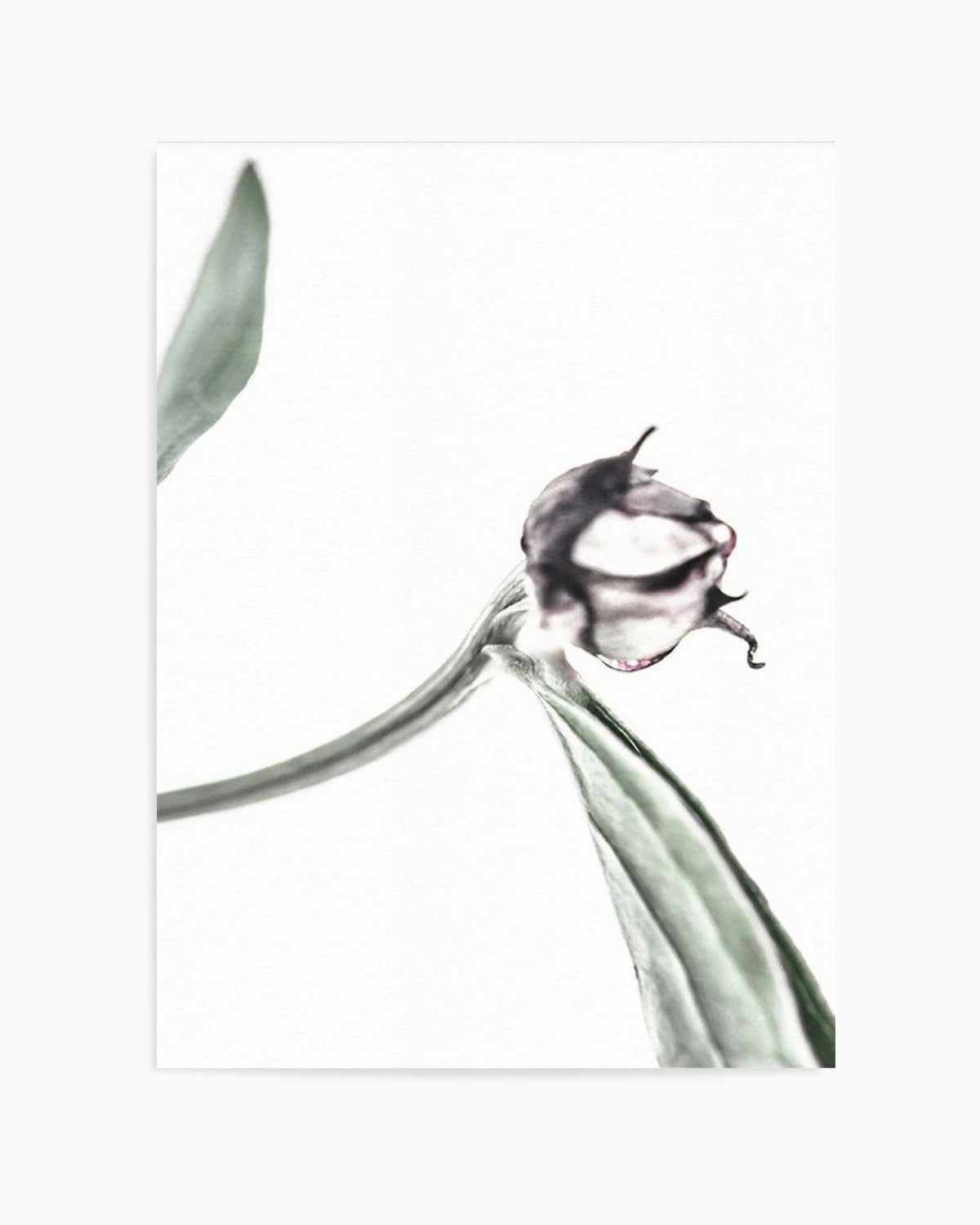 Peony Bud I Art Print