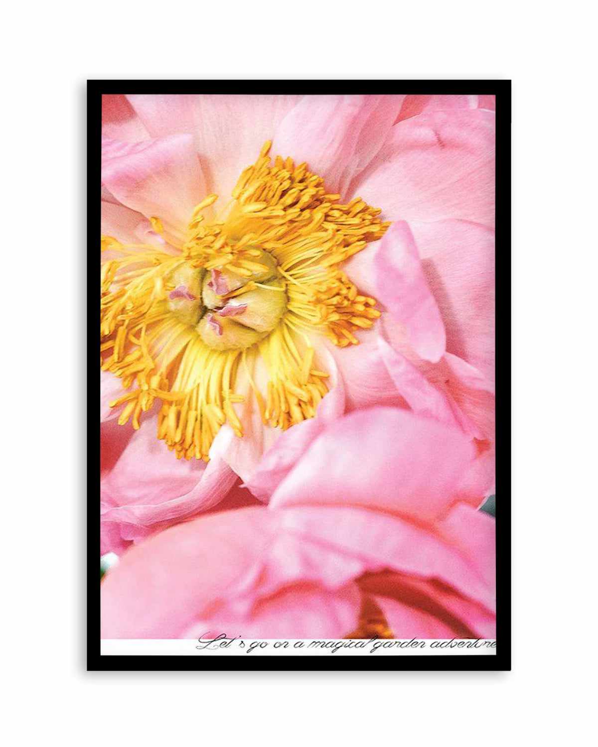 Peony Garden Art Print