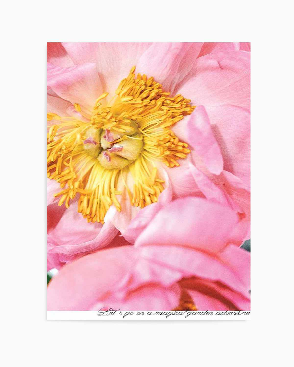 Peony Garden Art Print