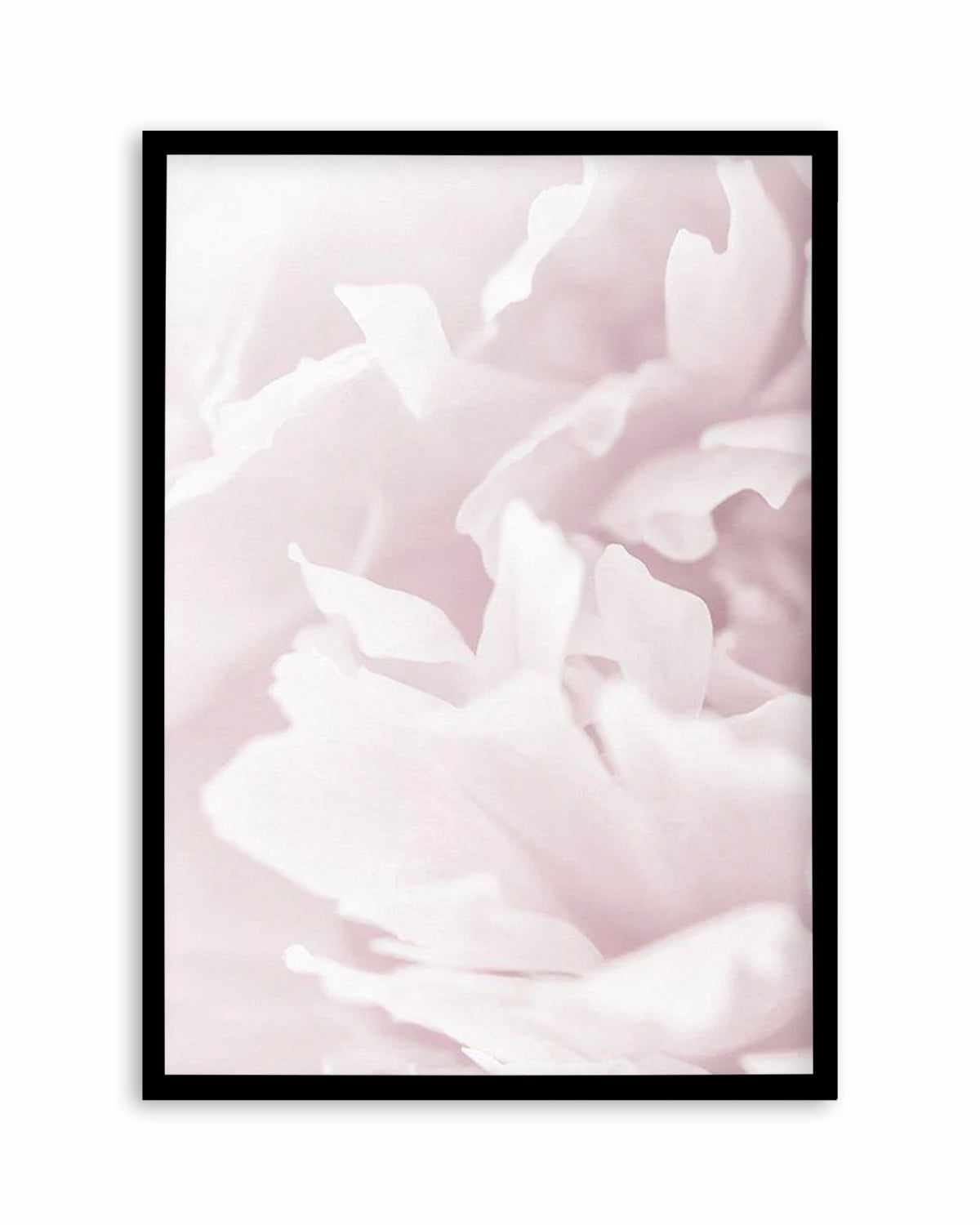 Peony In Bloom I Art Print