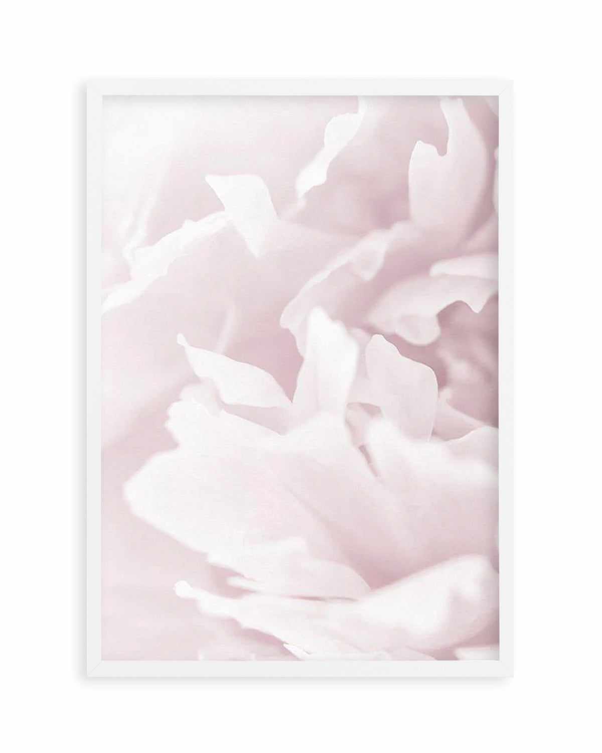 Peony In Bloom I Art Print