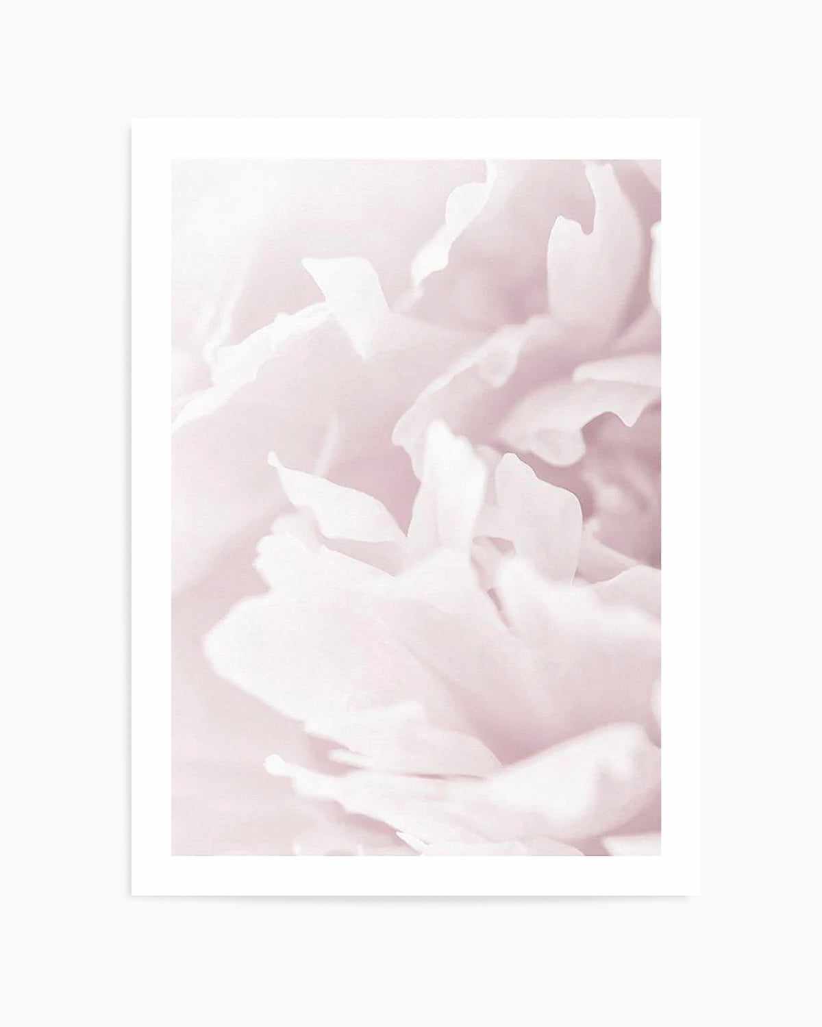 Peony In Bloom I Art Print