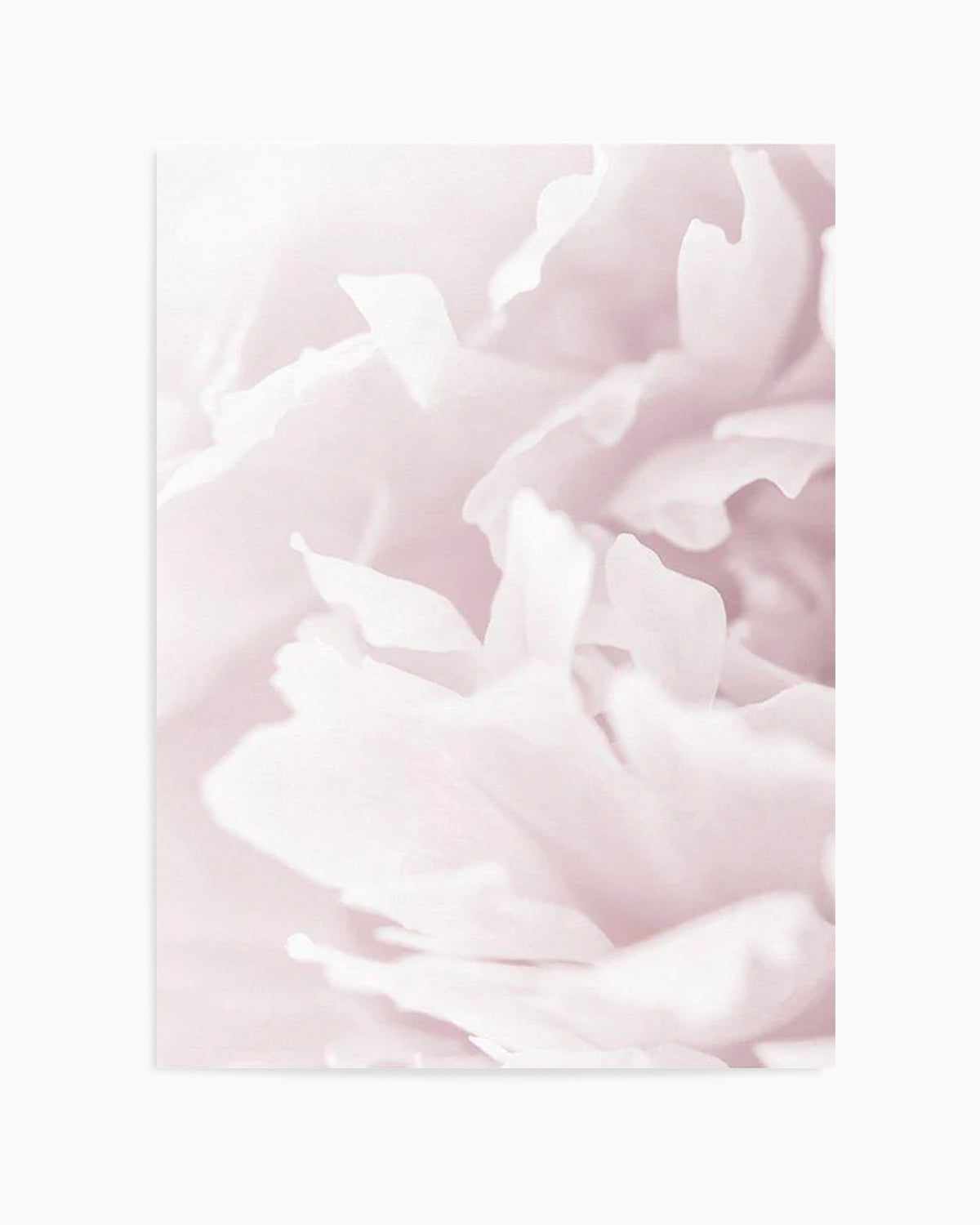 Peony In Bloom I Art Print