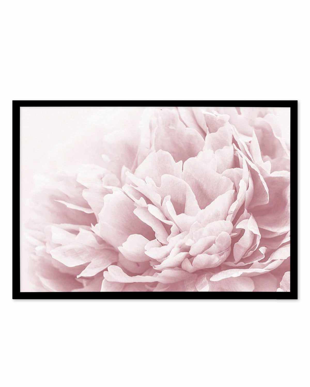 Peony In Bloom II Art Print