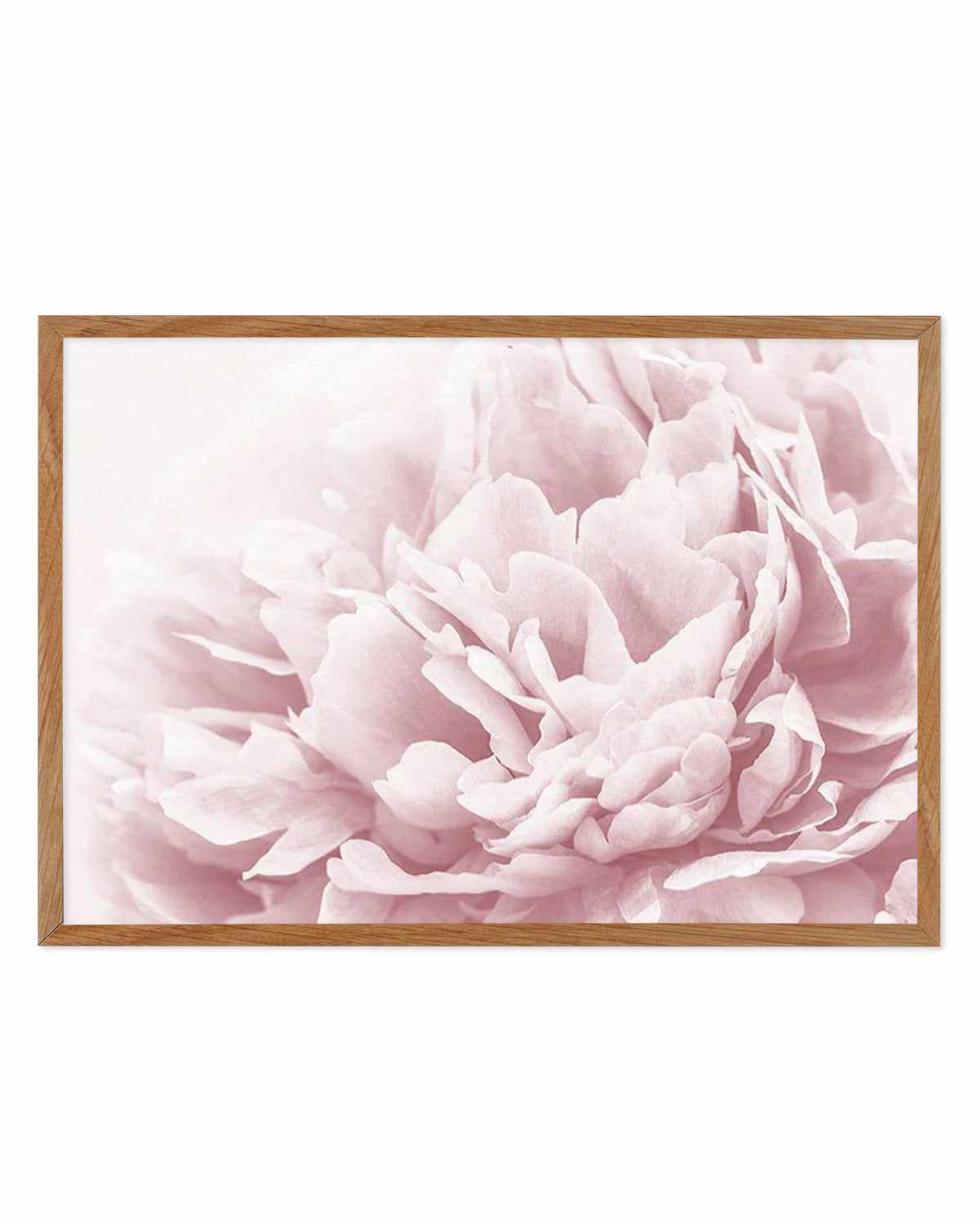 Peony In Bloom II Art Print