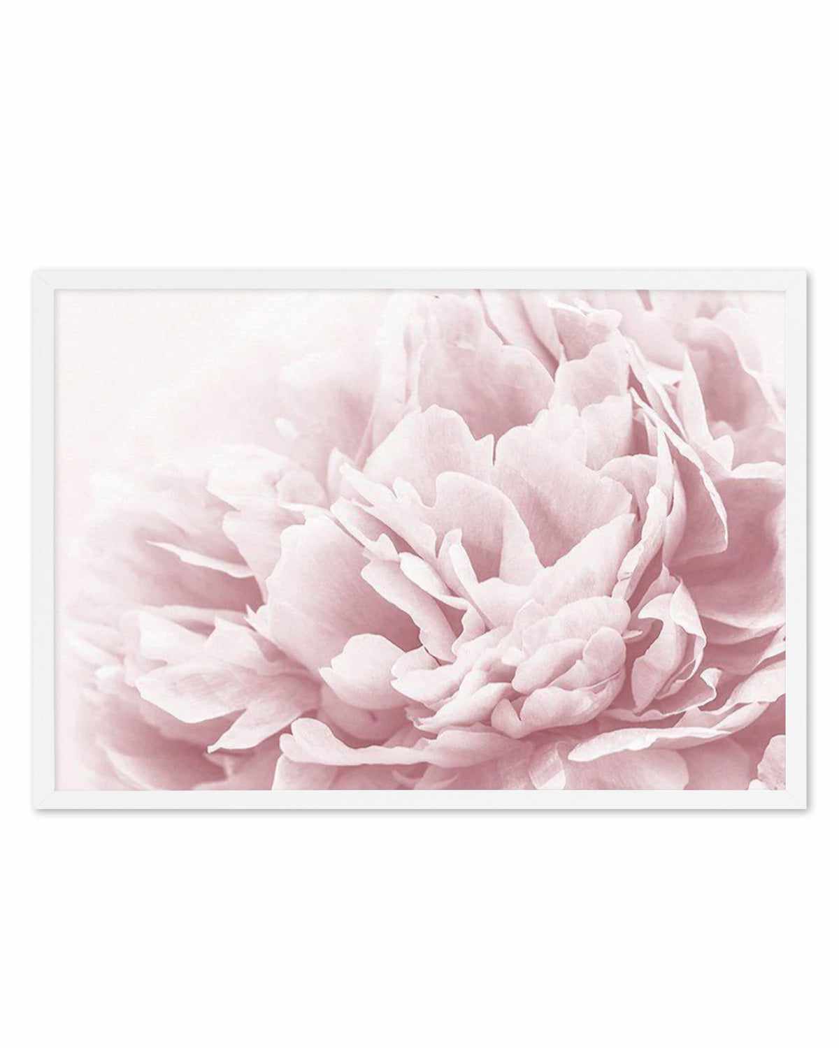 Peony In Bloom II Art Print