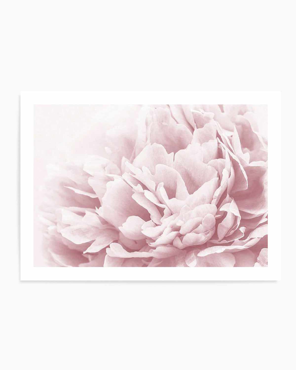 Peony In Bloom II Art Print