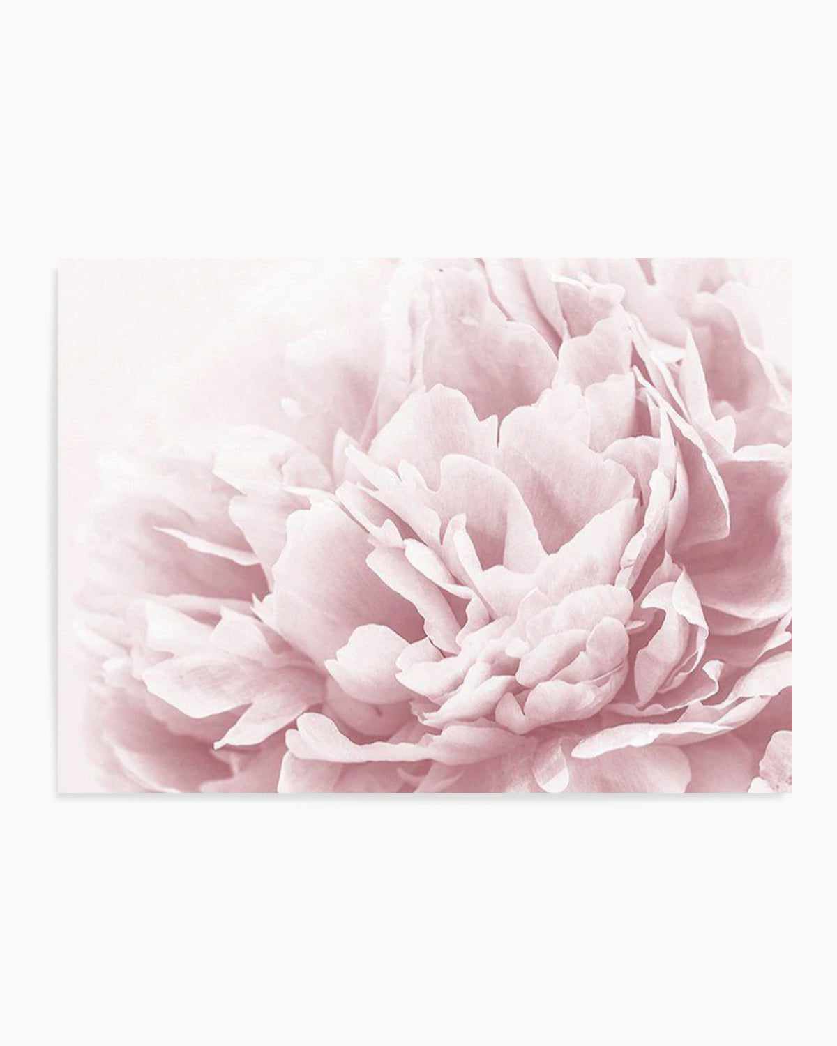 Peony In Bloom II Art Print