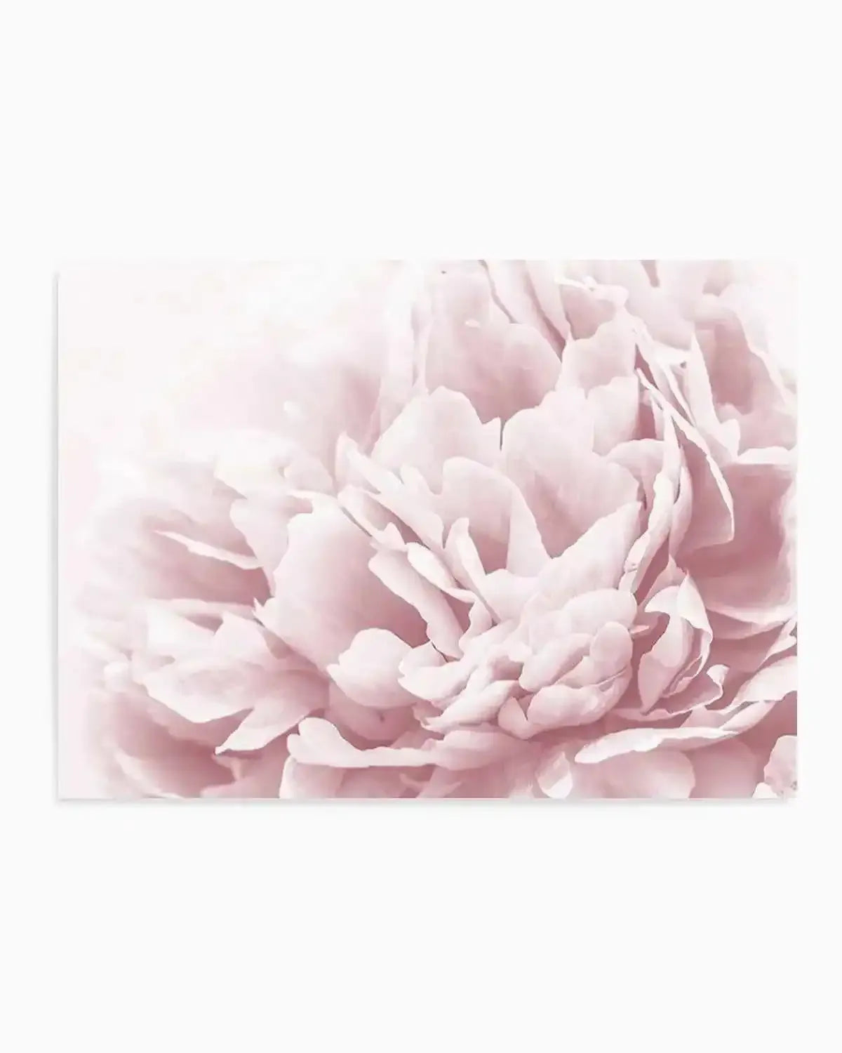 Peony In Bloom II Art Print from Olive et Oriel where you can shop wallpaper and artworks online
