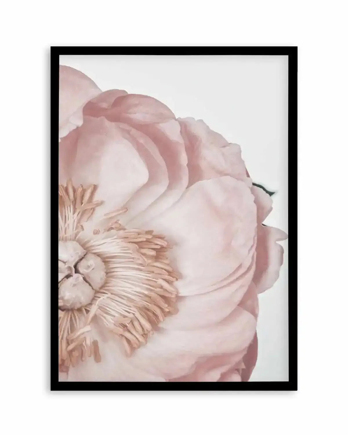 Peony Parfait I Art Print from Olive et Oriel where you can shop wallpaper and artworks online