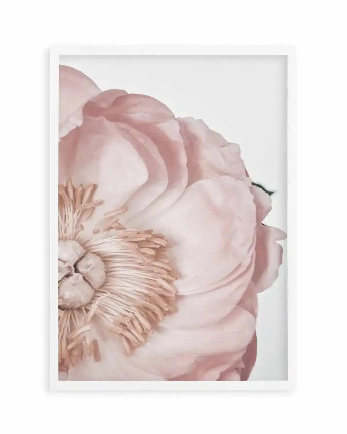 Peony Parfait I Art Print from Olive et Oriel where you can shop wallpaper and artworks online