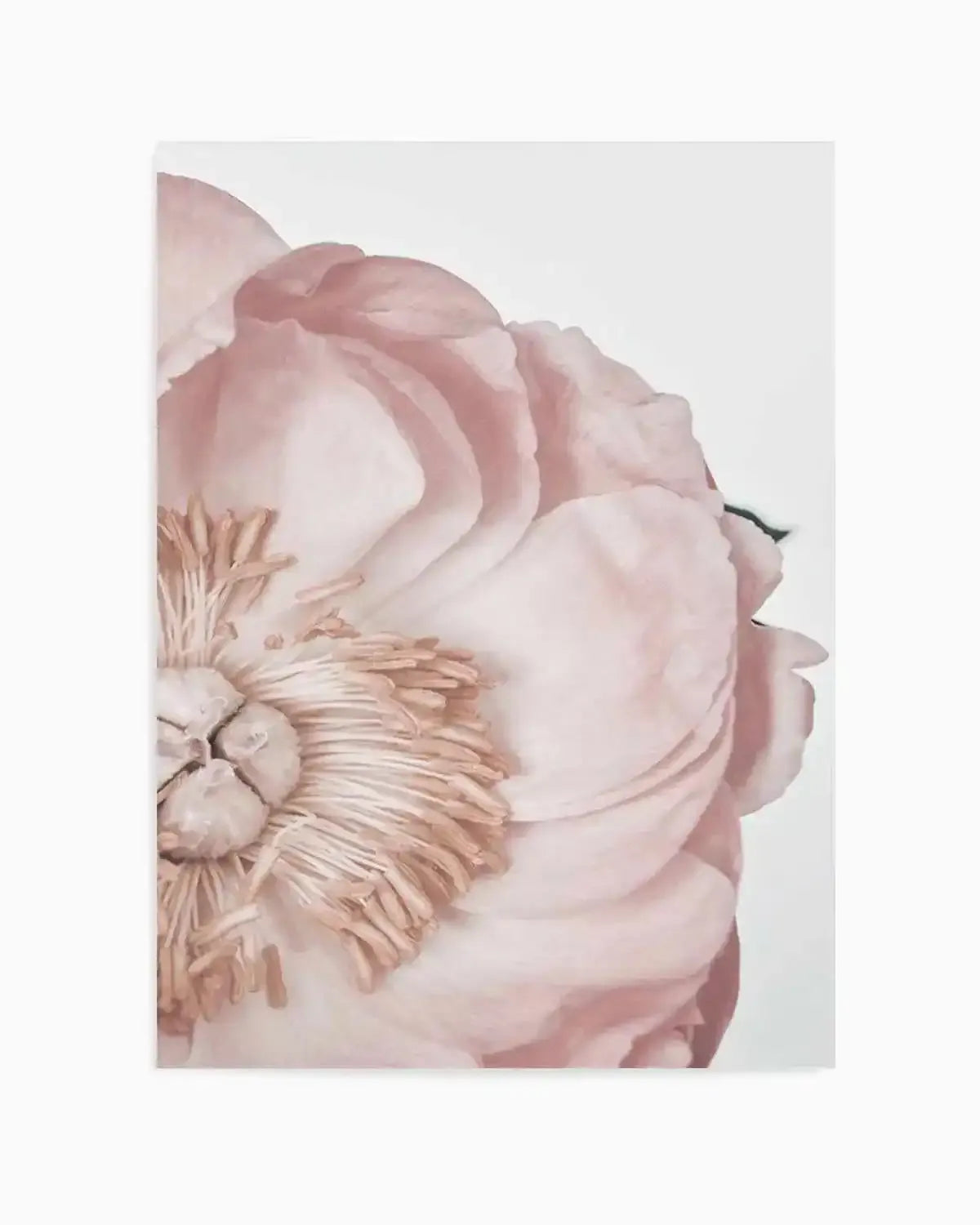 Peony Parfait I Art Print from Olive et Oriel where you can shop wallpaper and artworks online