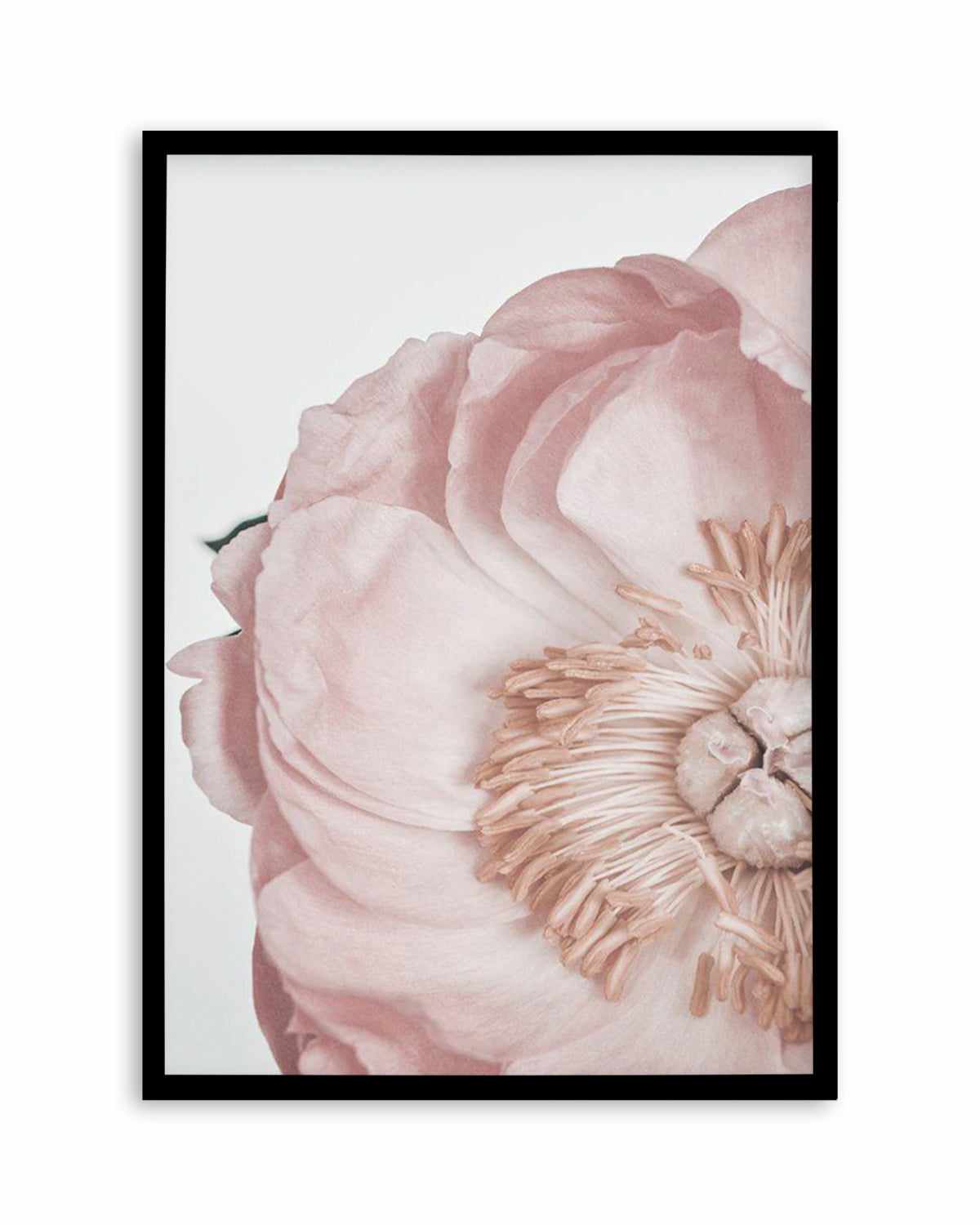 Peony Parfait II Art Print