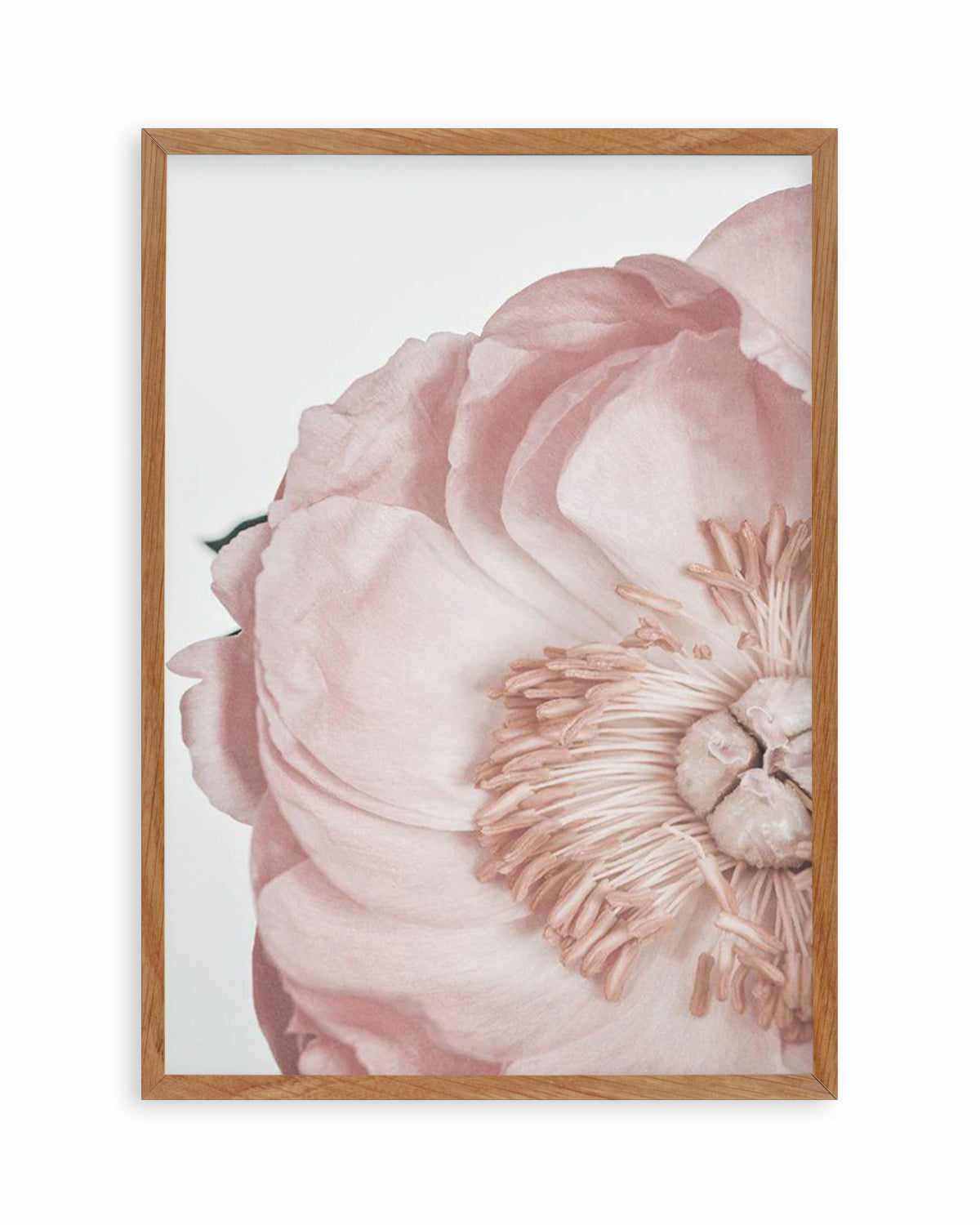 Peony Parfait II Art Print