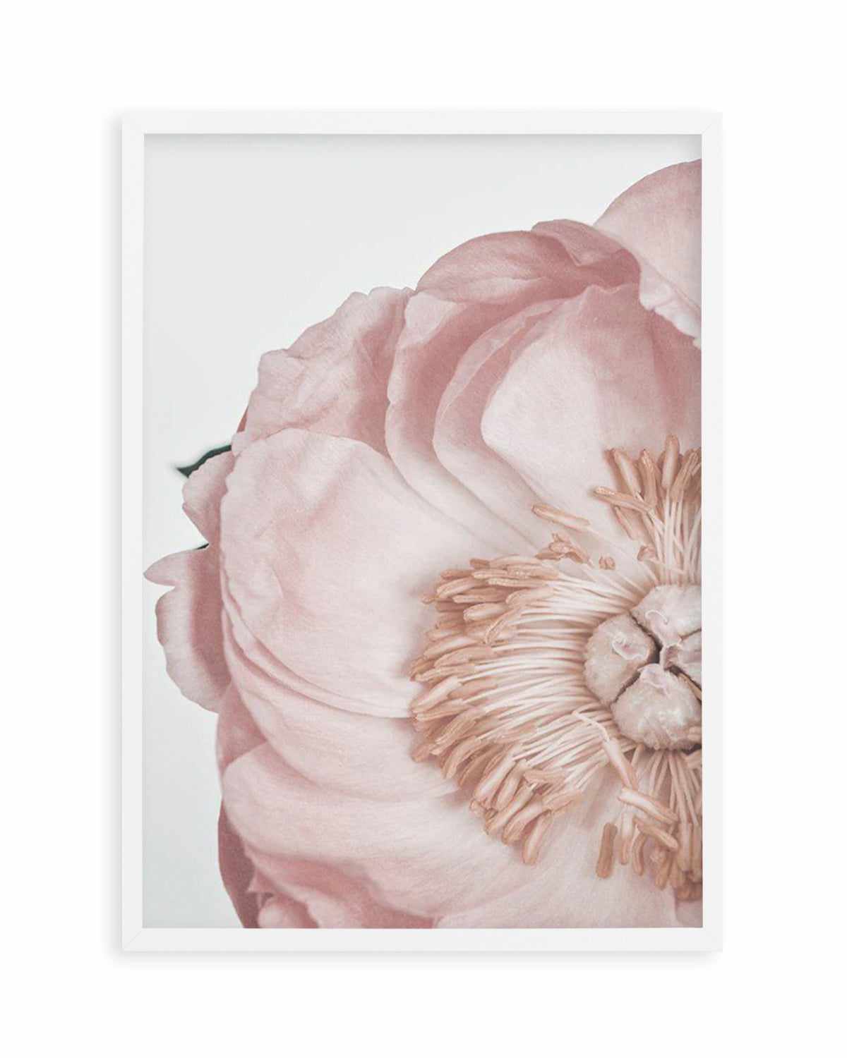 Peony Parfait II Art Print