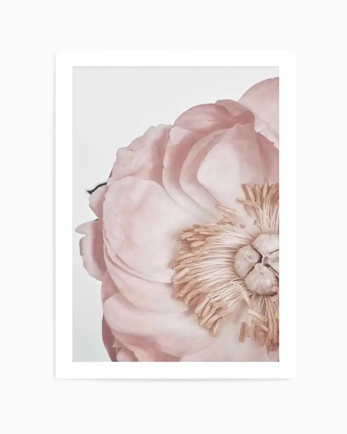 Peony Parfait II Art Print from Olive et Oriel where you can shop wallpaper and artworks online