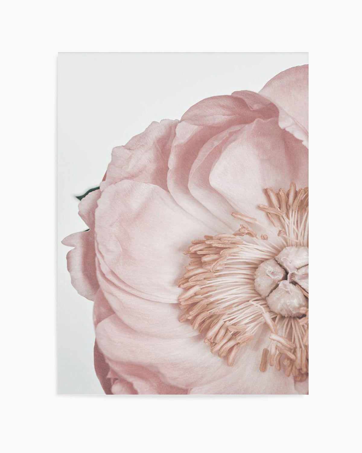 Peony Parfait II Art Print