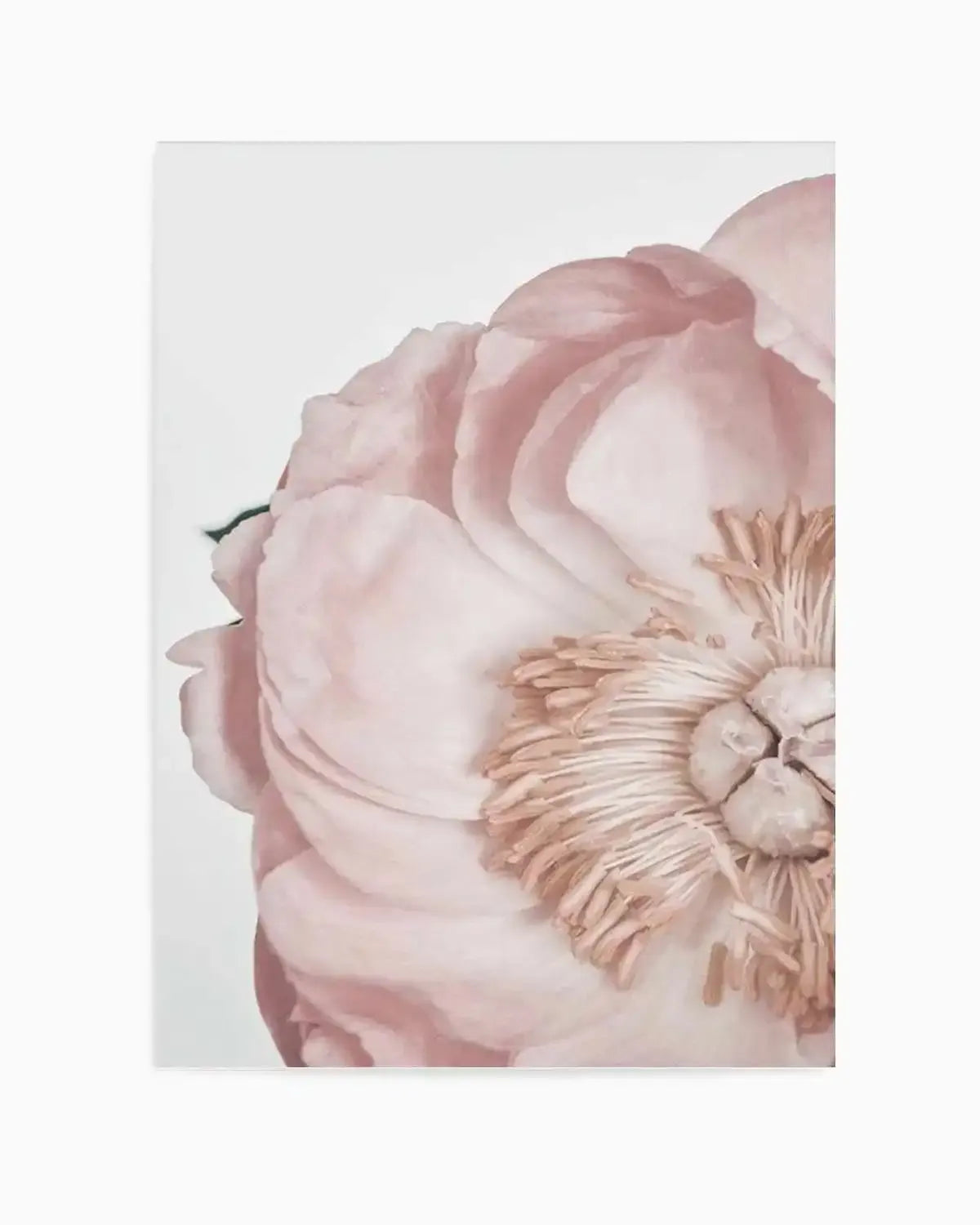 Peony Parfait II Art Print from Olive et Oriel where you can shop wallpaper and artworks online