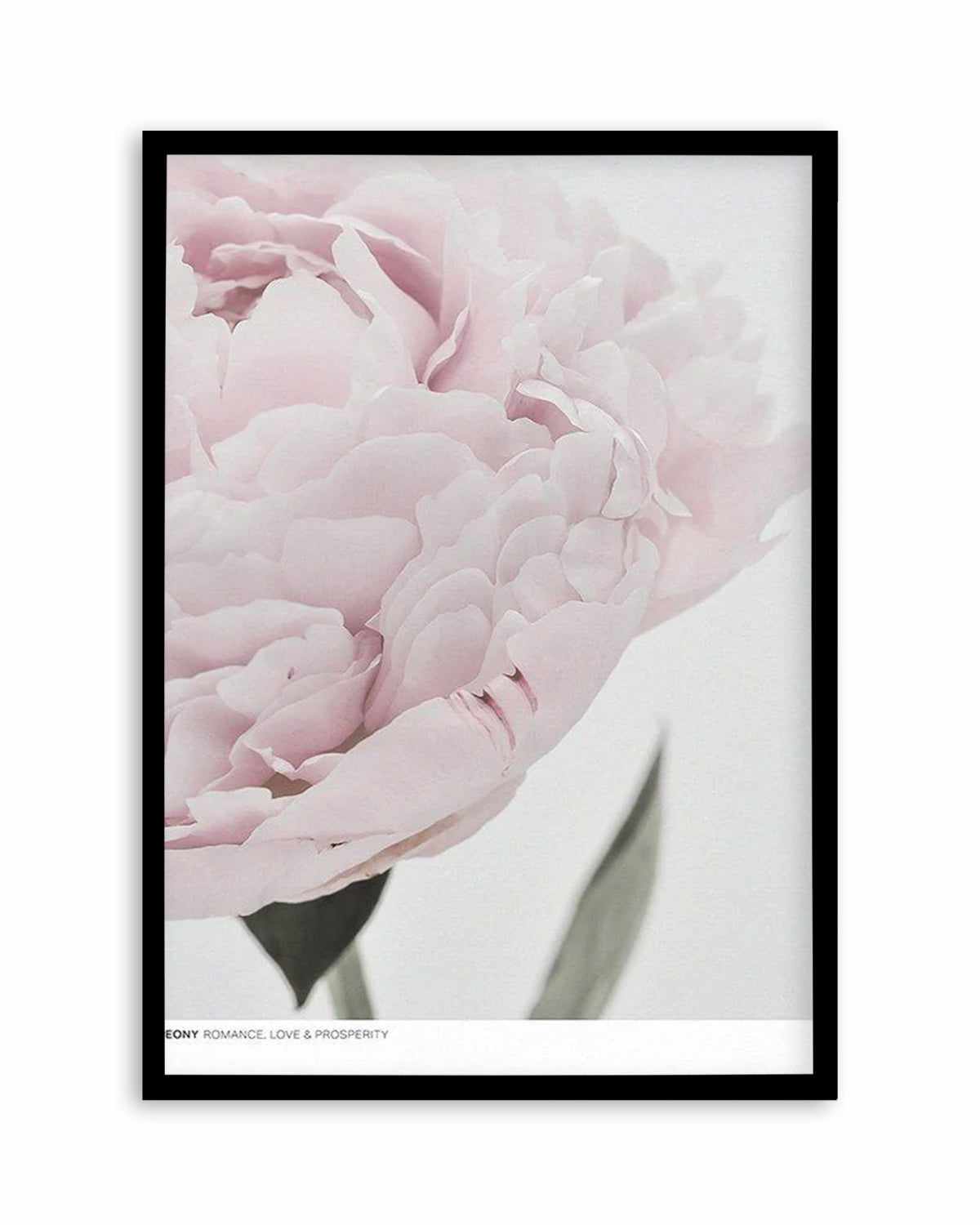 Peony | Love, Romance, Prosperity Art Print