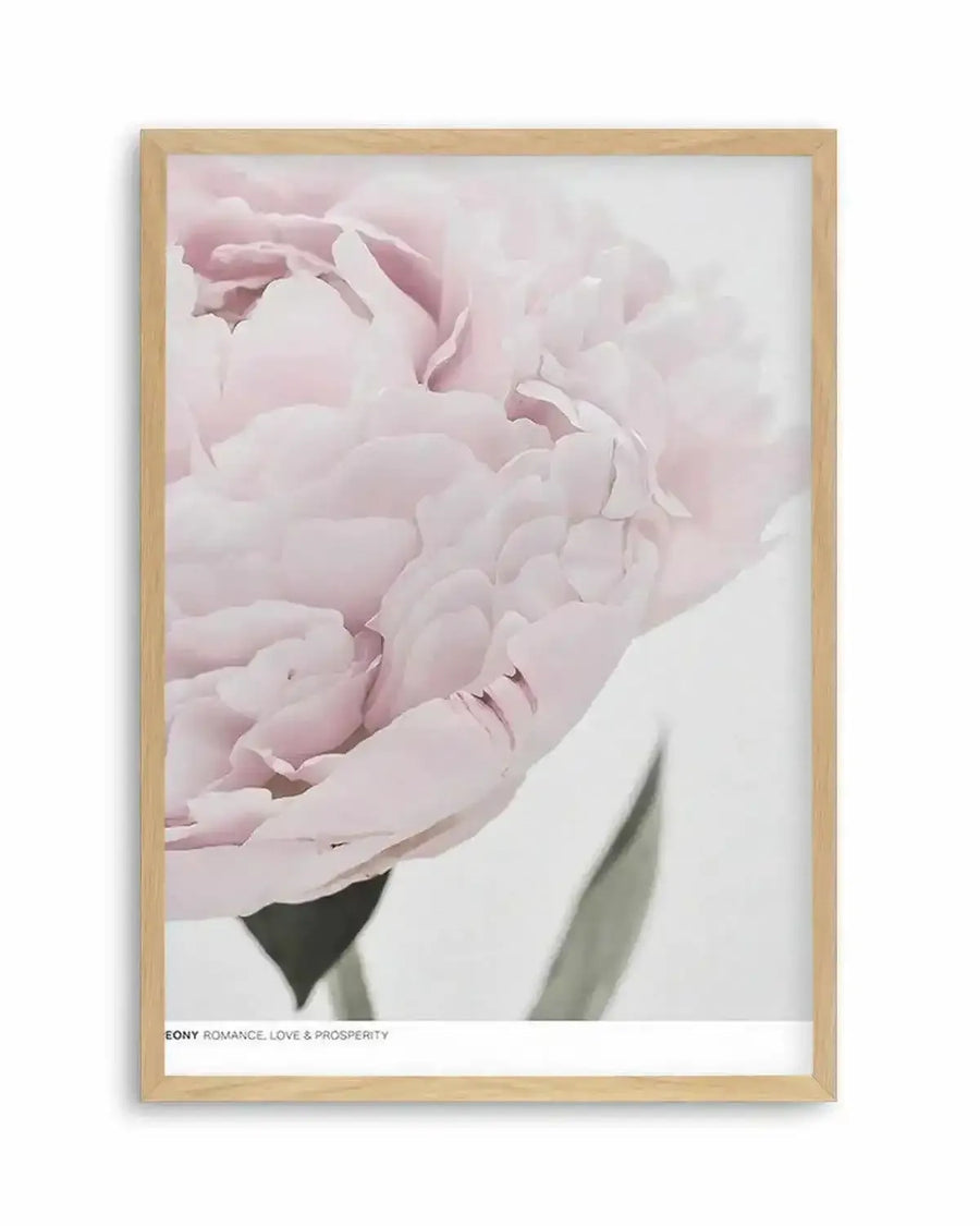 Peony  Love, Romance, Prosperity Art Print art print, framed
