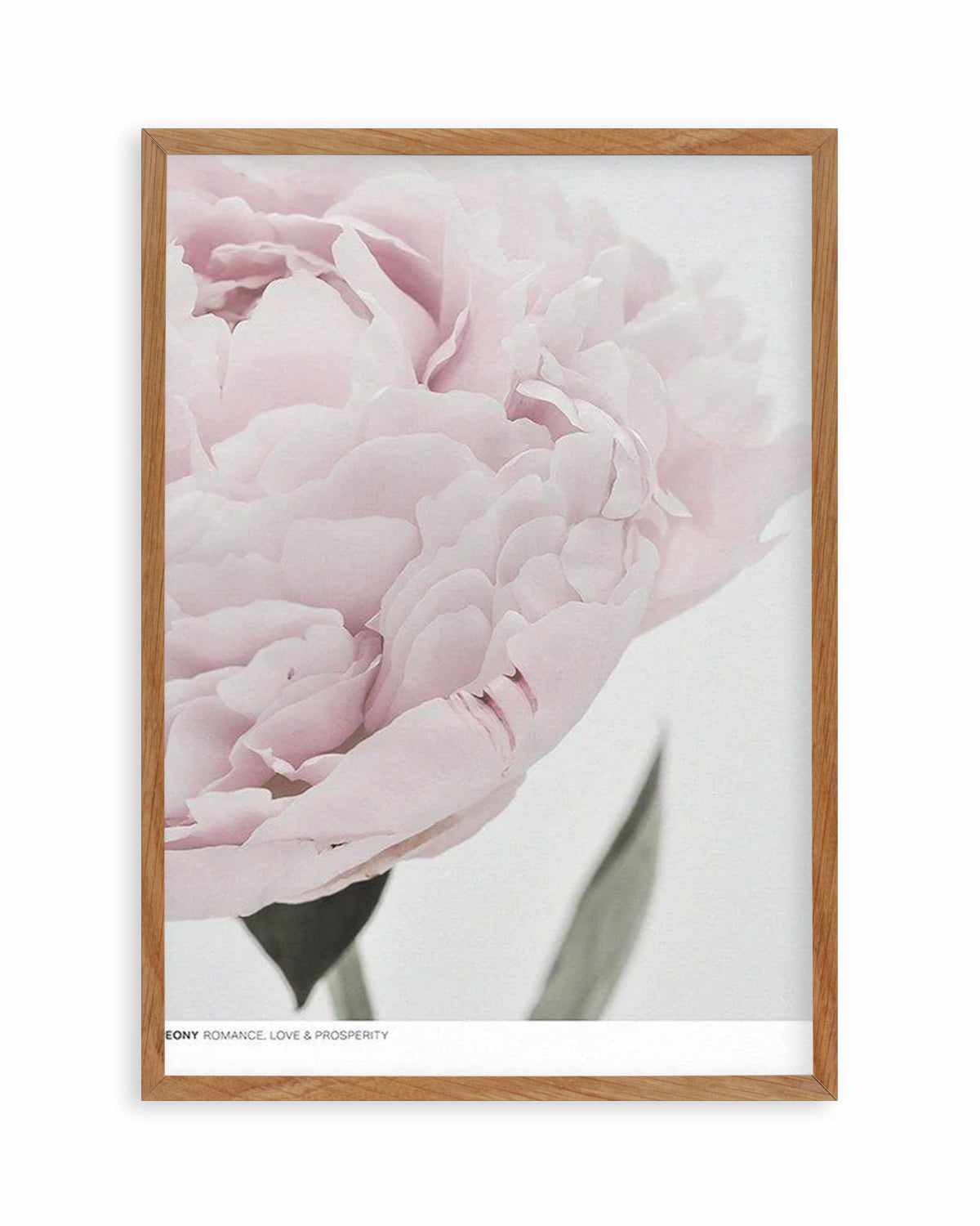 Peony | Love, Romance, Prosperity Art Print