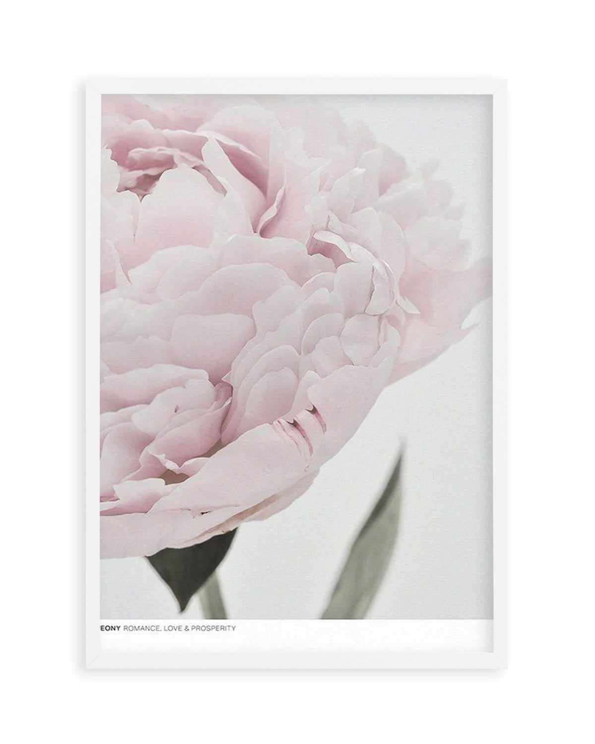 Peony | Love, Romance, Prosperity Art Print