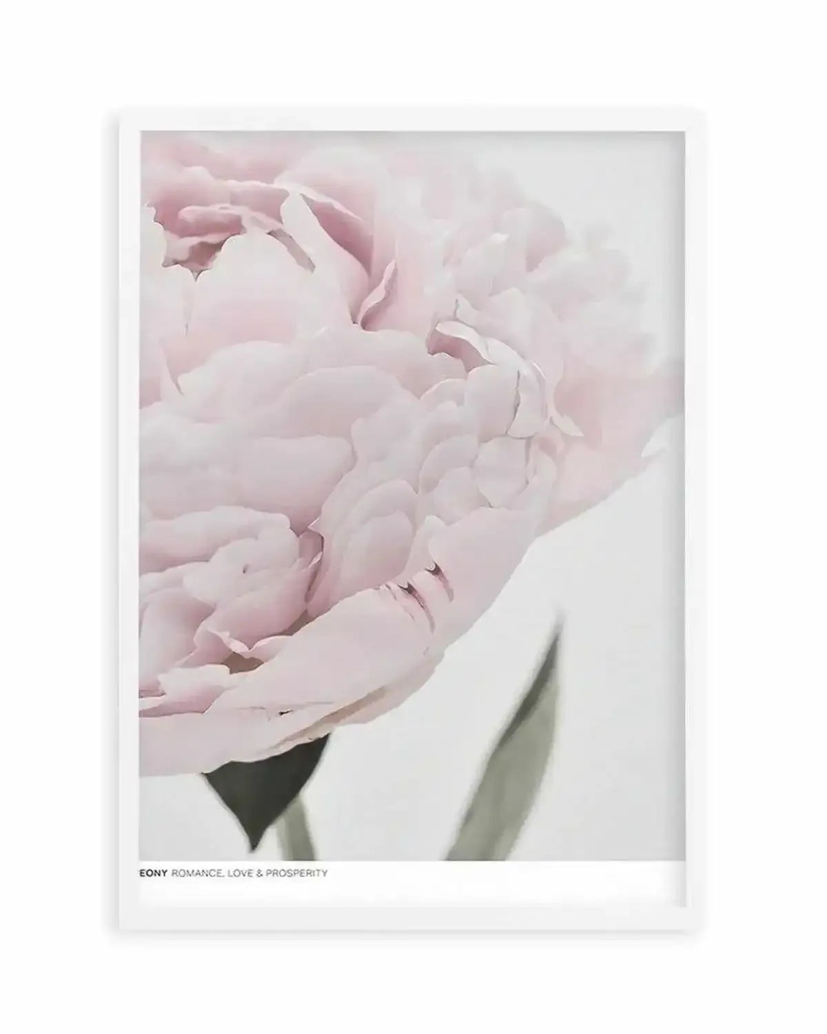 Peony | Love, Romance, Prosperity Art Print from Olive et Oriel where you can shop wallpaper and artworks online