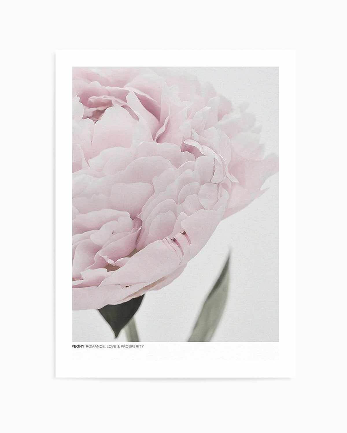 Peony | Love, Romance, Prosperity Art Print