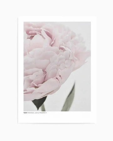 Peony  Love, Romance, Prosperity Art Print art print, framed