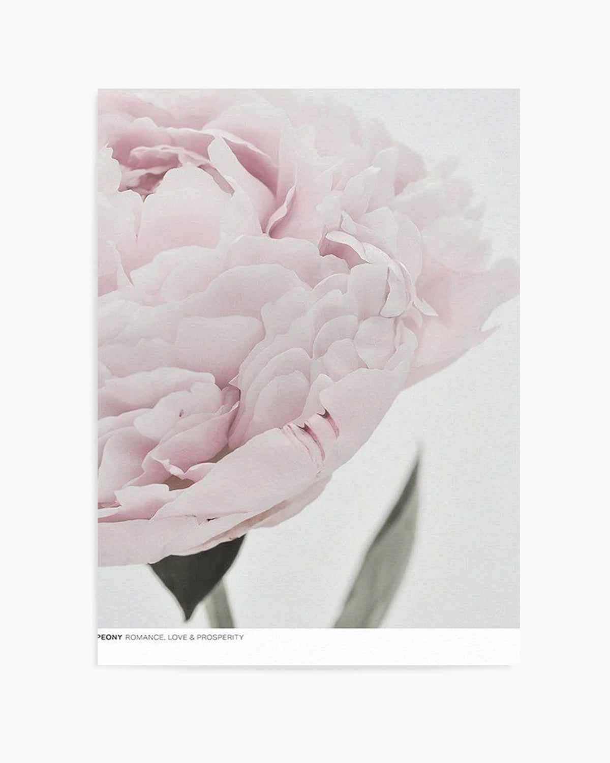 Peony | Love, Romance, Prosperity Art Print