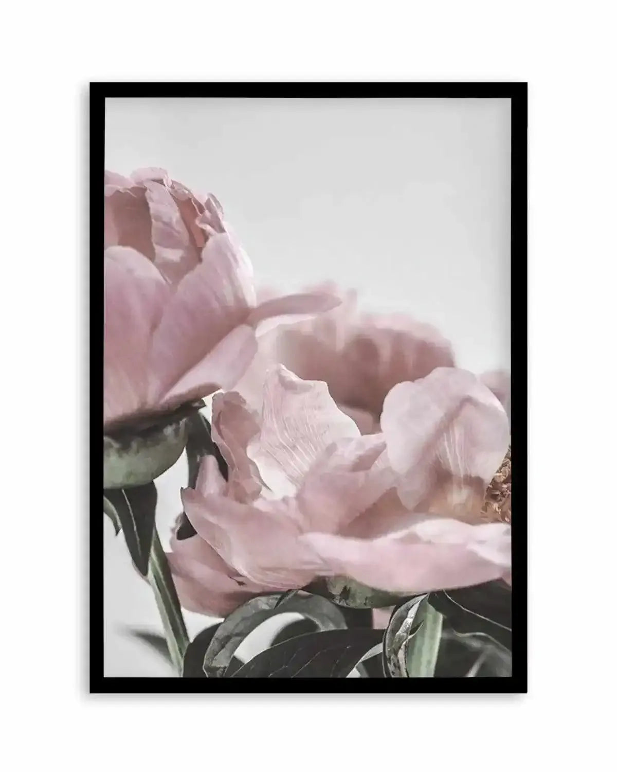 Peony '17 Art Print from Olive et Oriel where you can shop wallpaper and artworks online