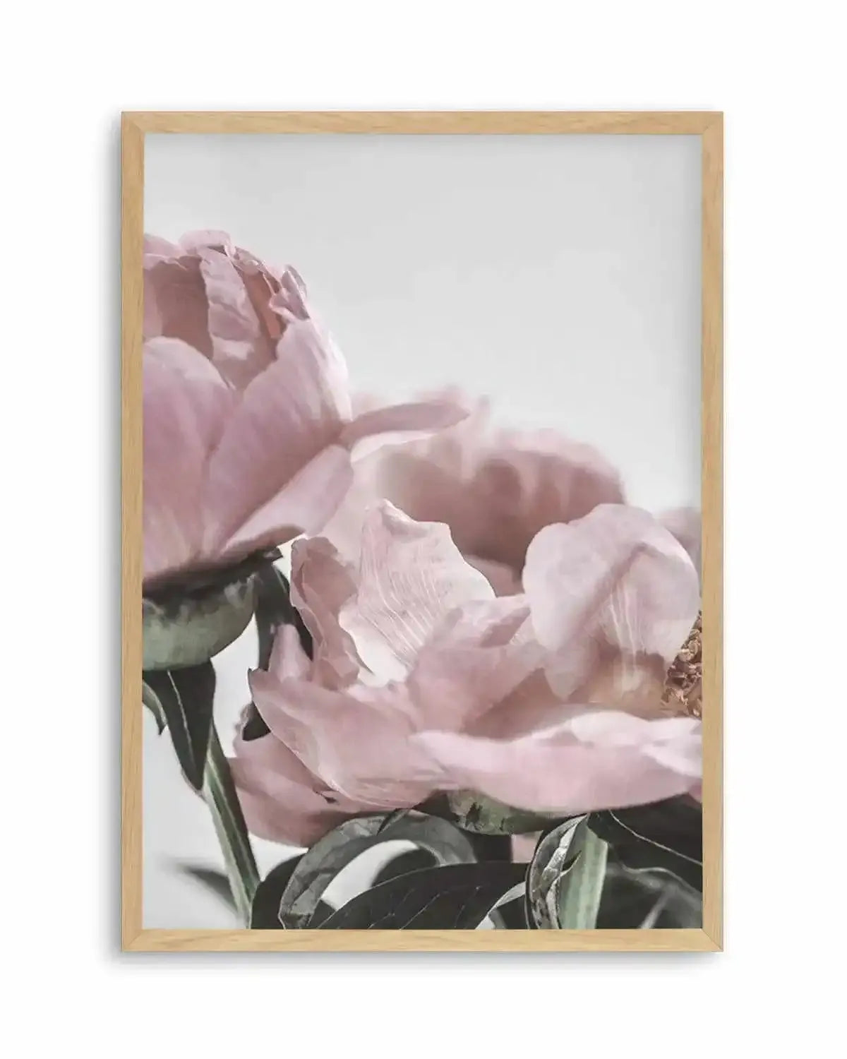 Peony '17 Art Print from Olive et Oriel where you can shop wallpaper and artworks online