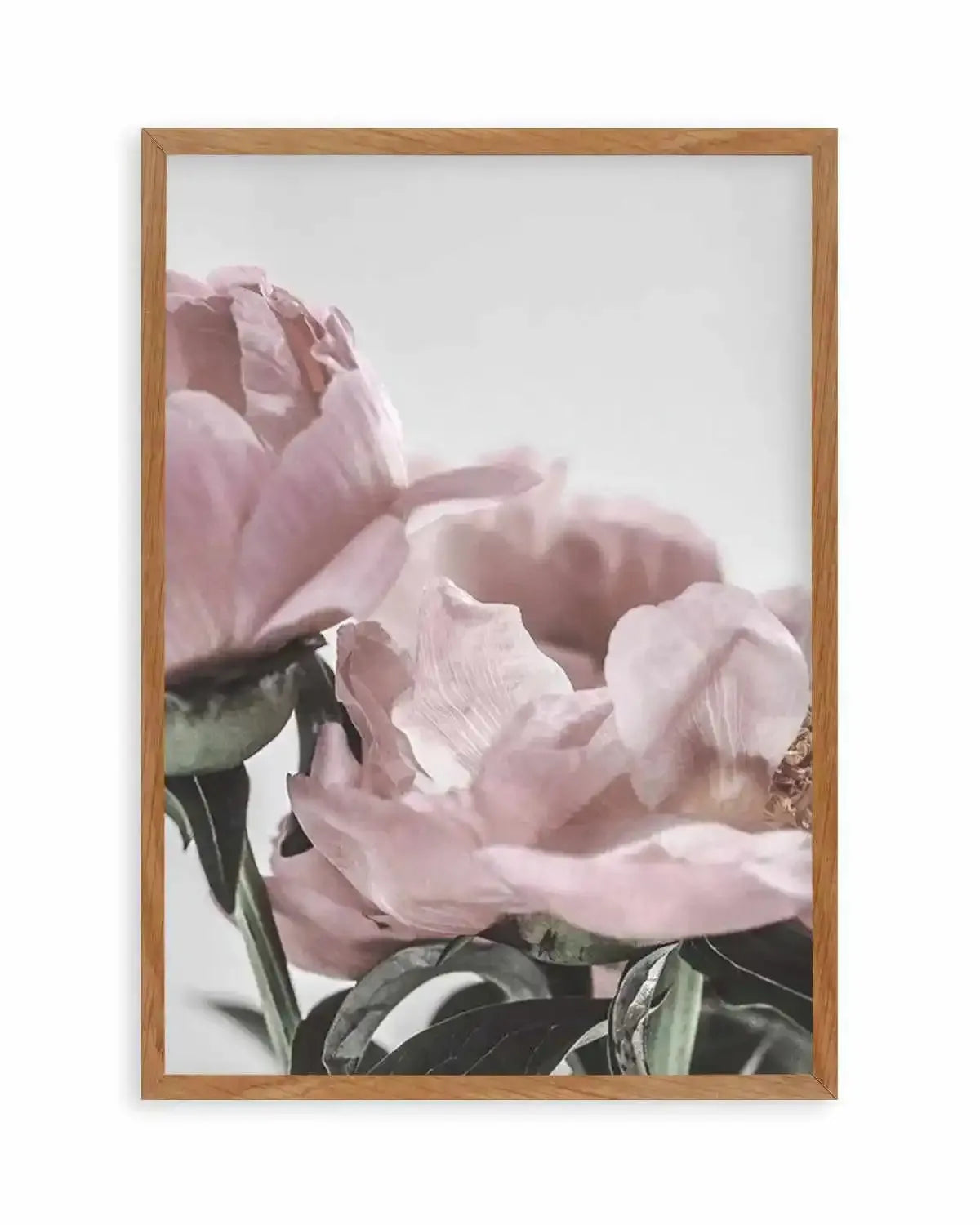 Peony '17 Art Print from Olive et Oriel where you can shop wallpaper and artworks online