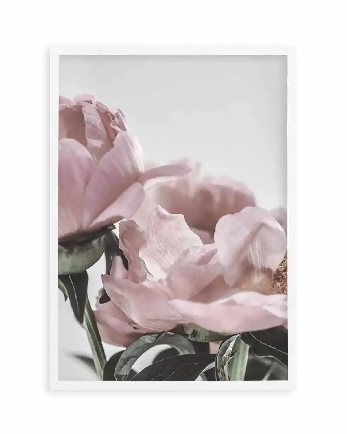 Peony '17 Art Print from Olive et Oriel where you can shop wallpaper and artworks online