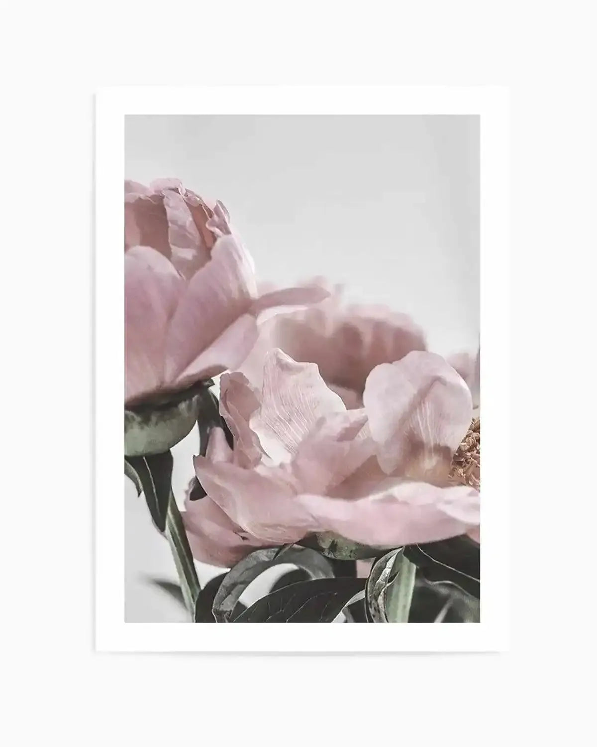Peony '17 Art Print from Olive et Oriel where you can shop wallpaper and artworks online