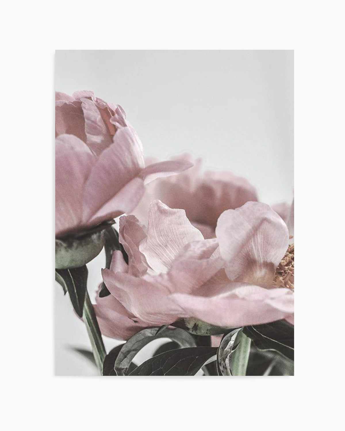 Peony '17 Art Print