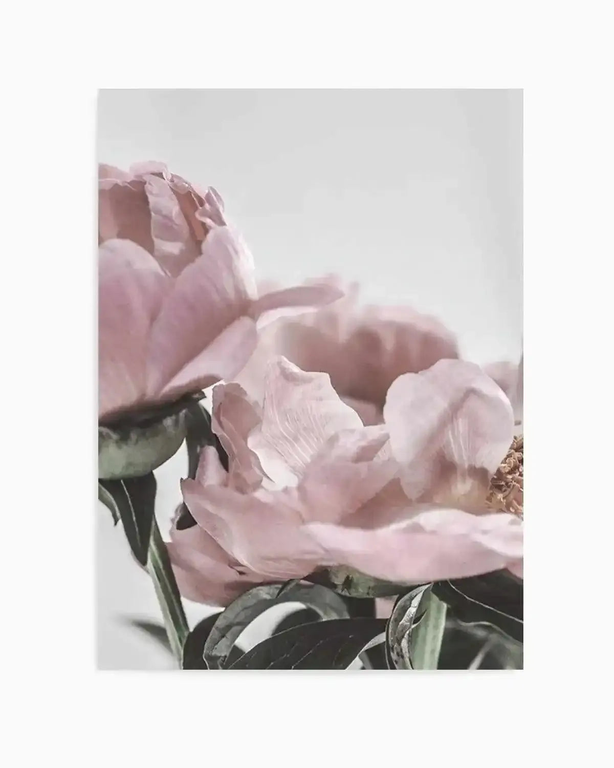 Peony '17 Art Print from Olive et Oriel where you can shop wallpaper and artworks online